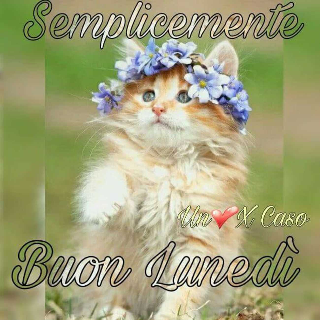 Bei buon lunedì con animali (1)