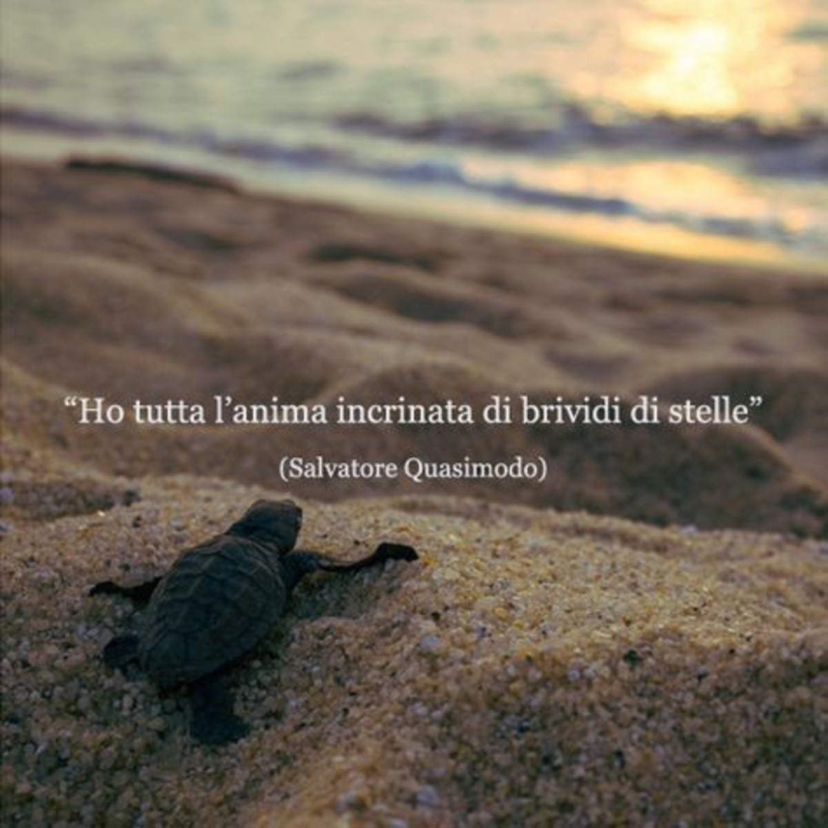 Belle frasi con animali - BuongiornoATe.it