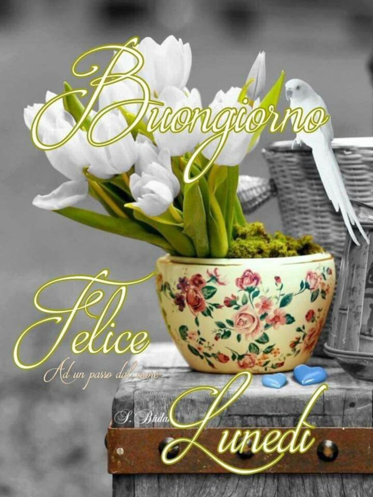 Bellissime immagini nuove del buon lunedì (1)