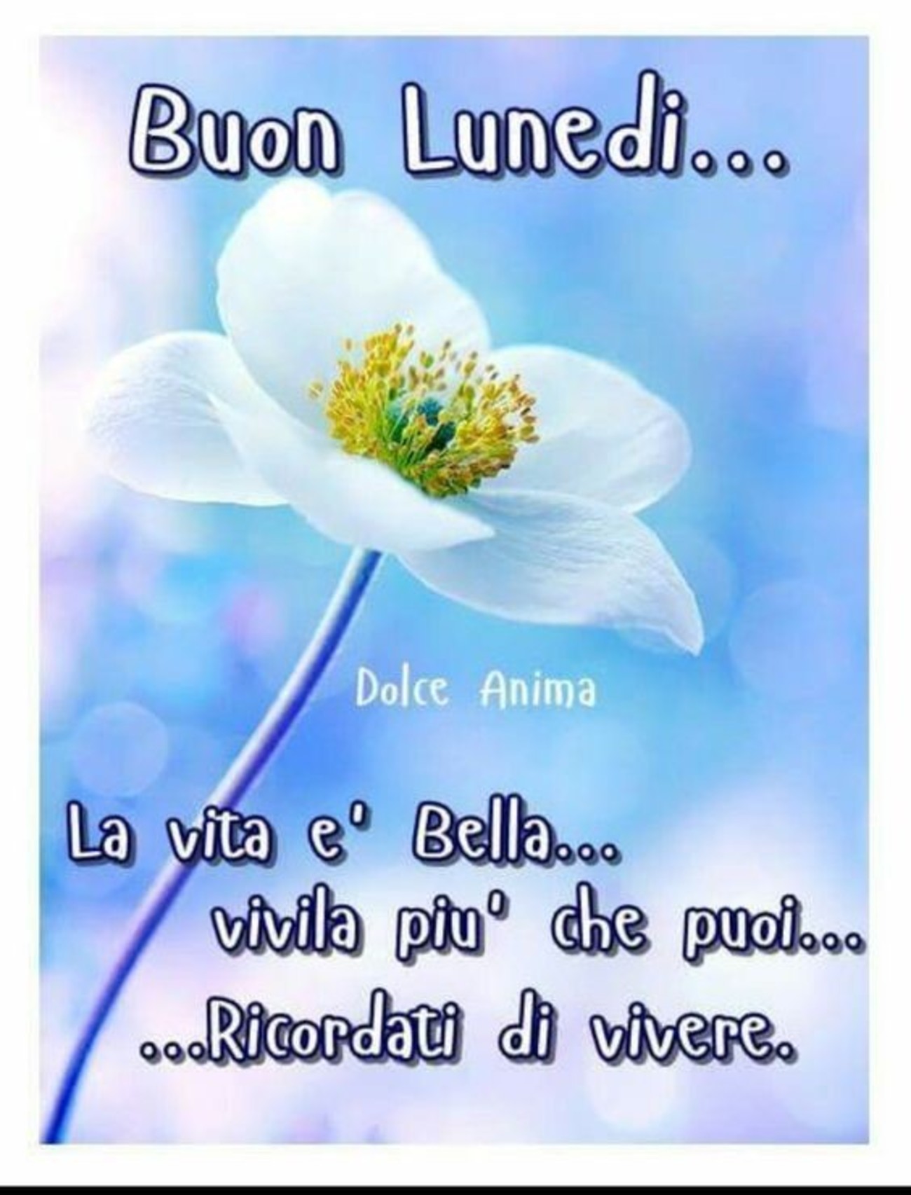 Bellissimo buon lunedì con fiore