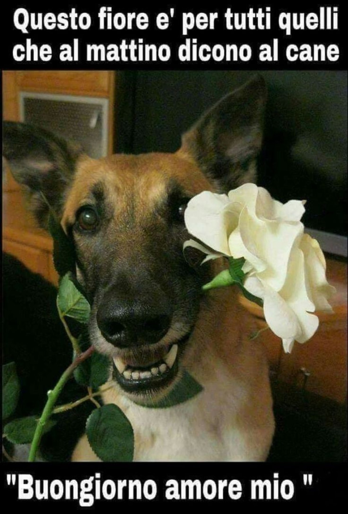 Bellissimo buongiorno con animali