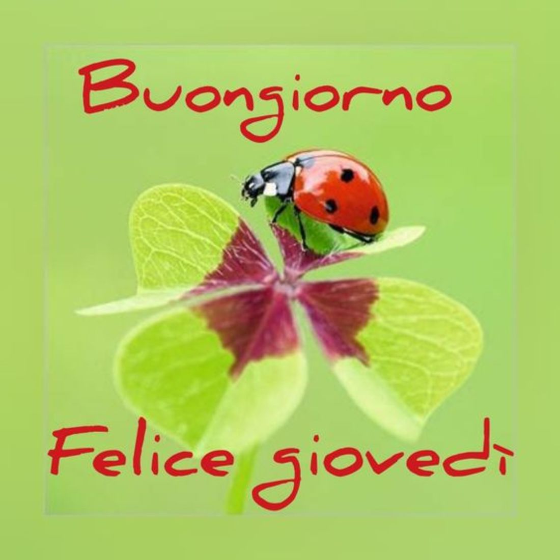 Buon giovedì a tutti (7)