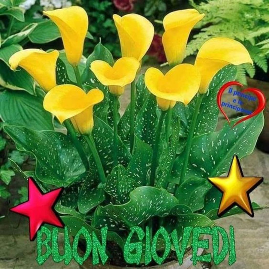 Buon giovedì con bei fiori