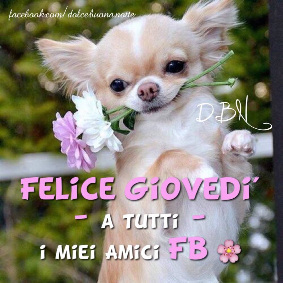 Buon giovedì con cani (2)