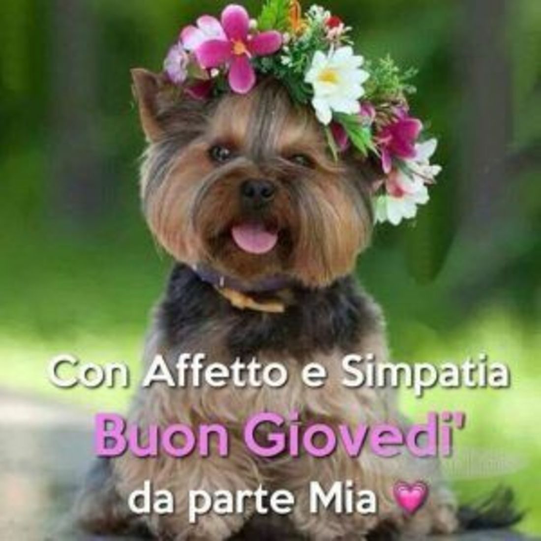 Buon giovedì con cani (3)