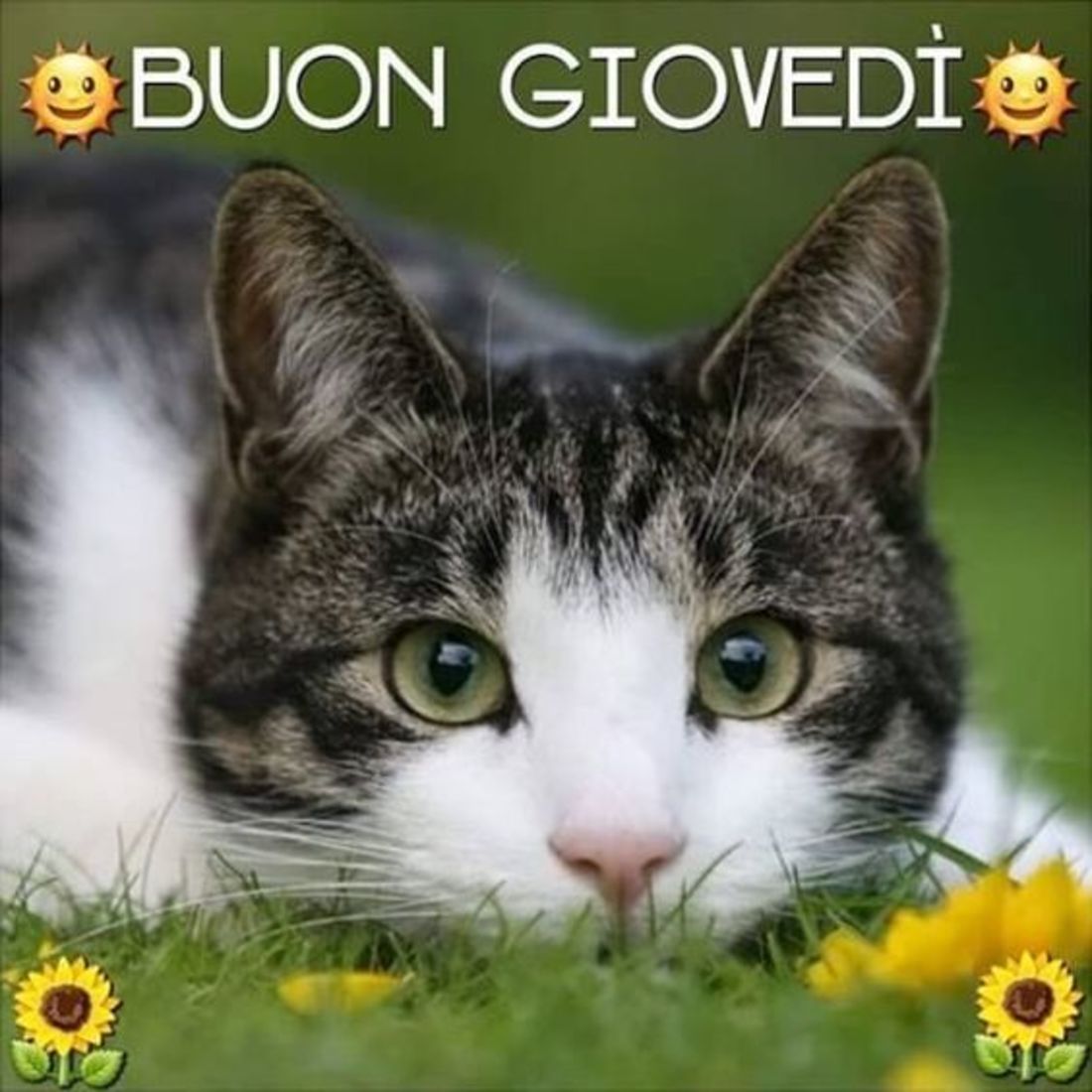 Buon giovedì con gatto (2)