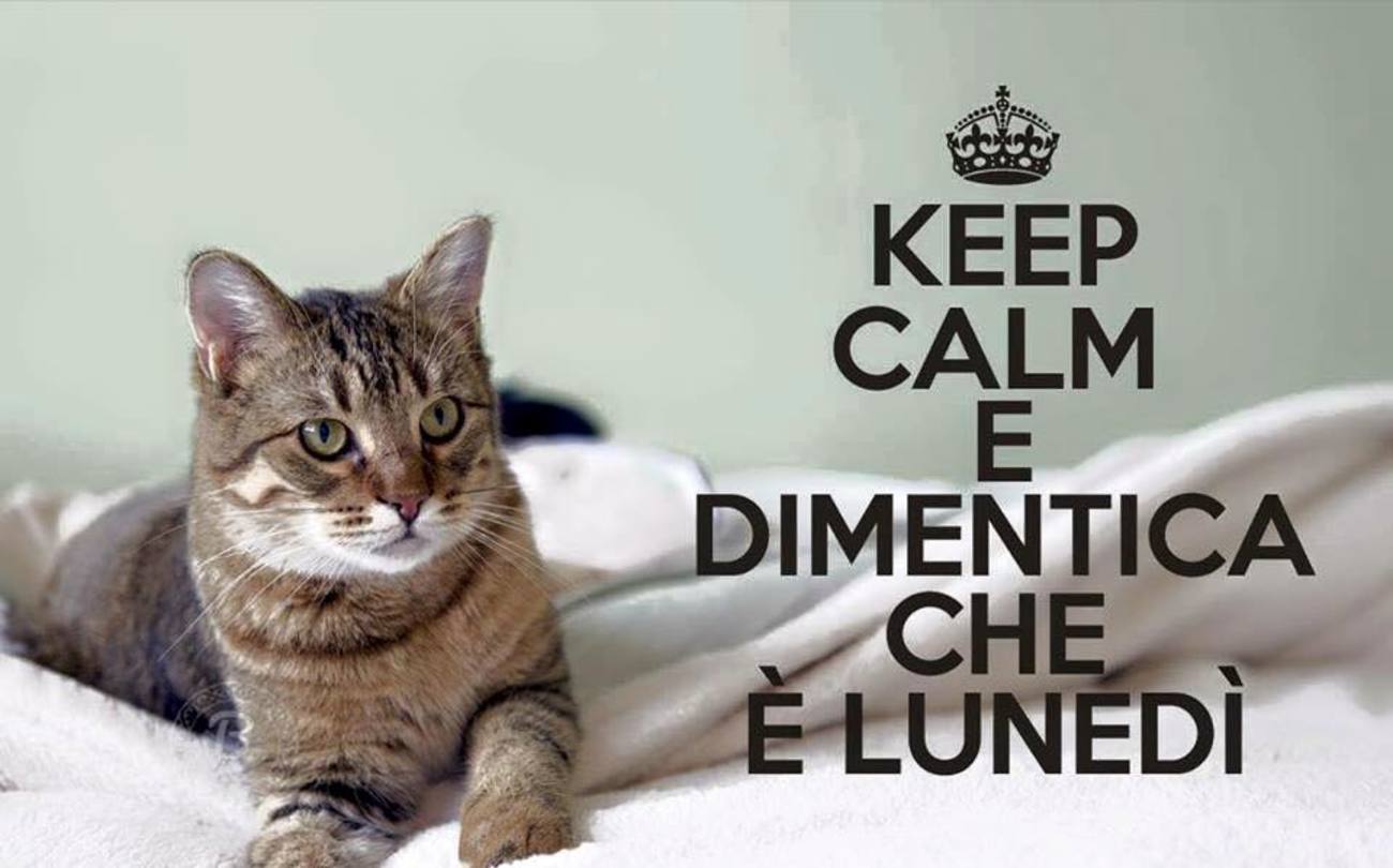 Buon lunedì con animali dolci