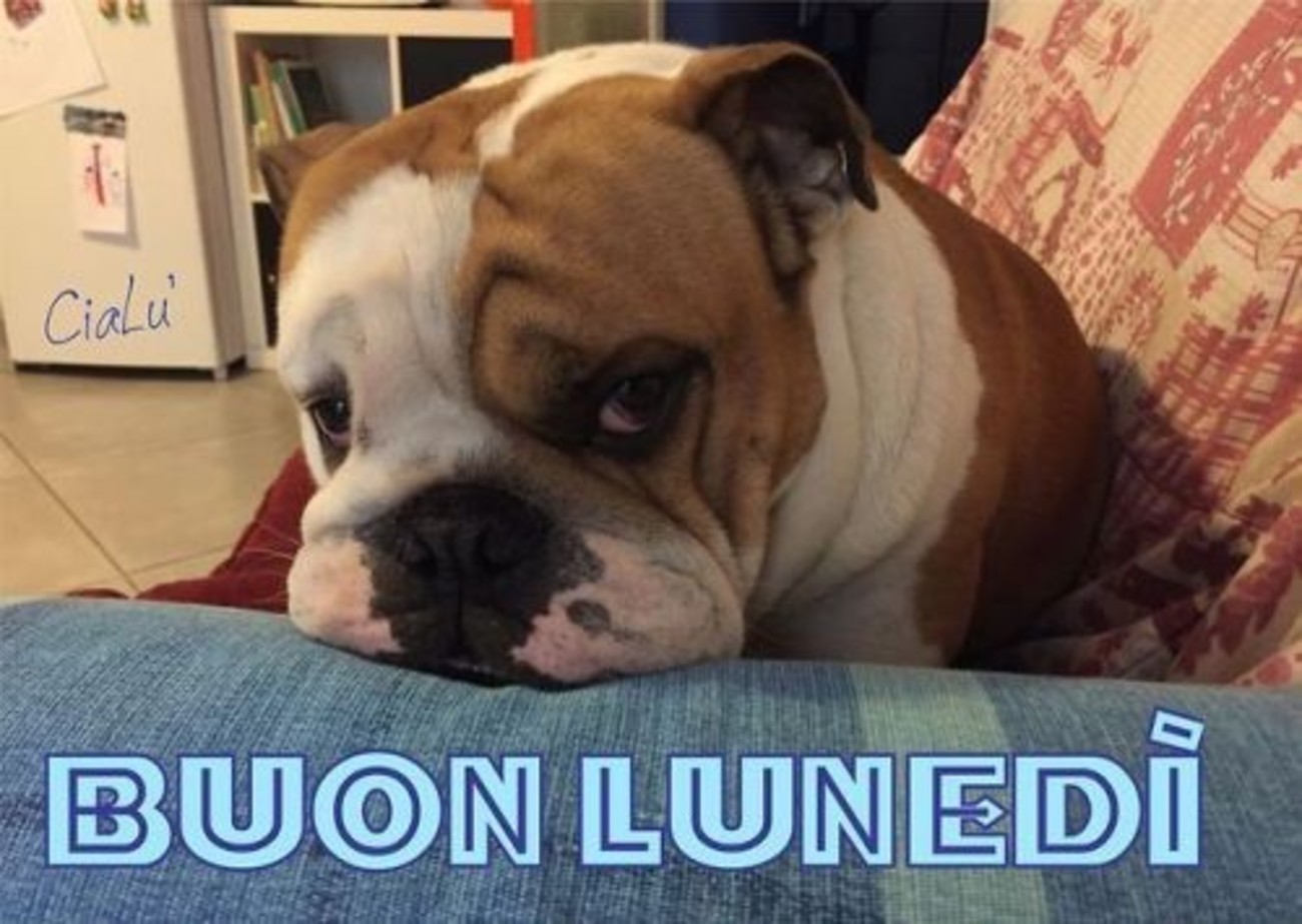 Buon lunedì con animali