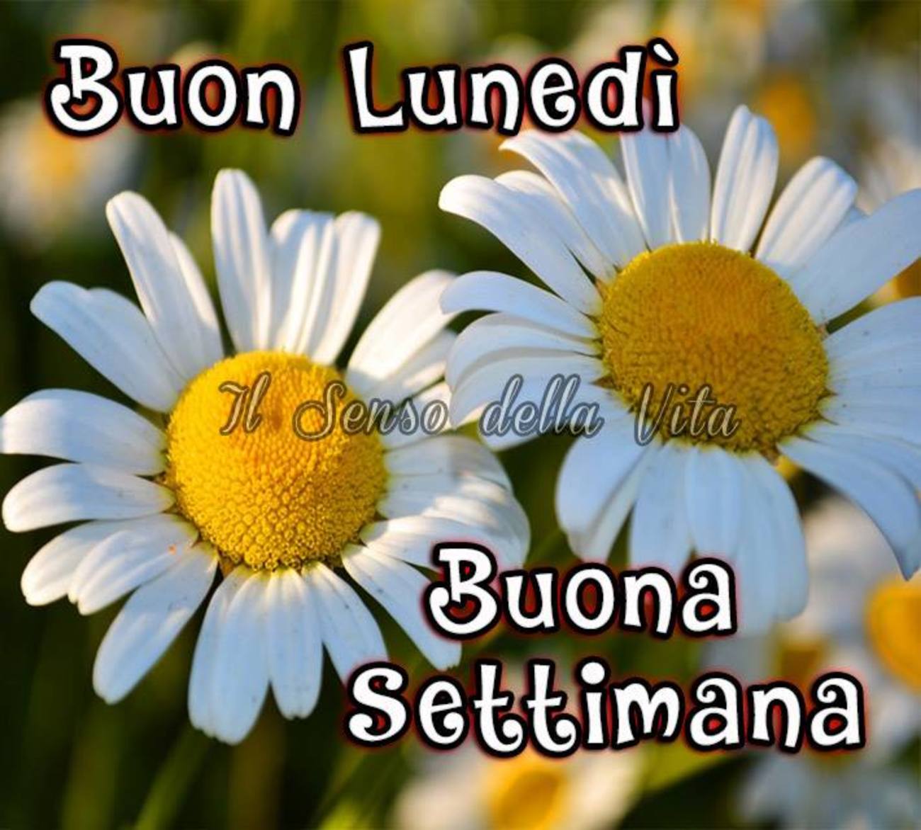 Buon lunedì con bei fiori (3)