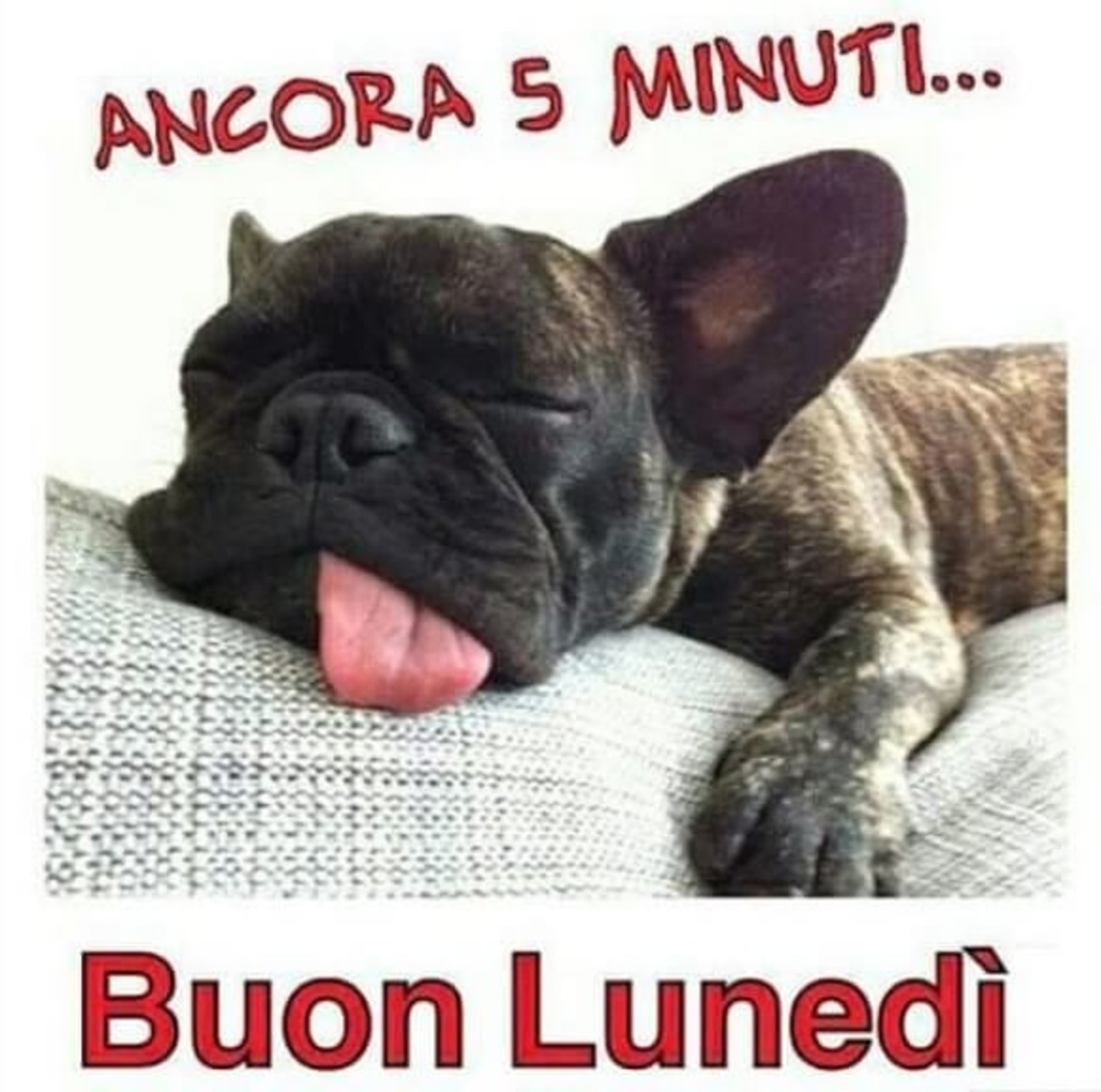 Buon lunedì con cuccioli (1)