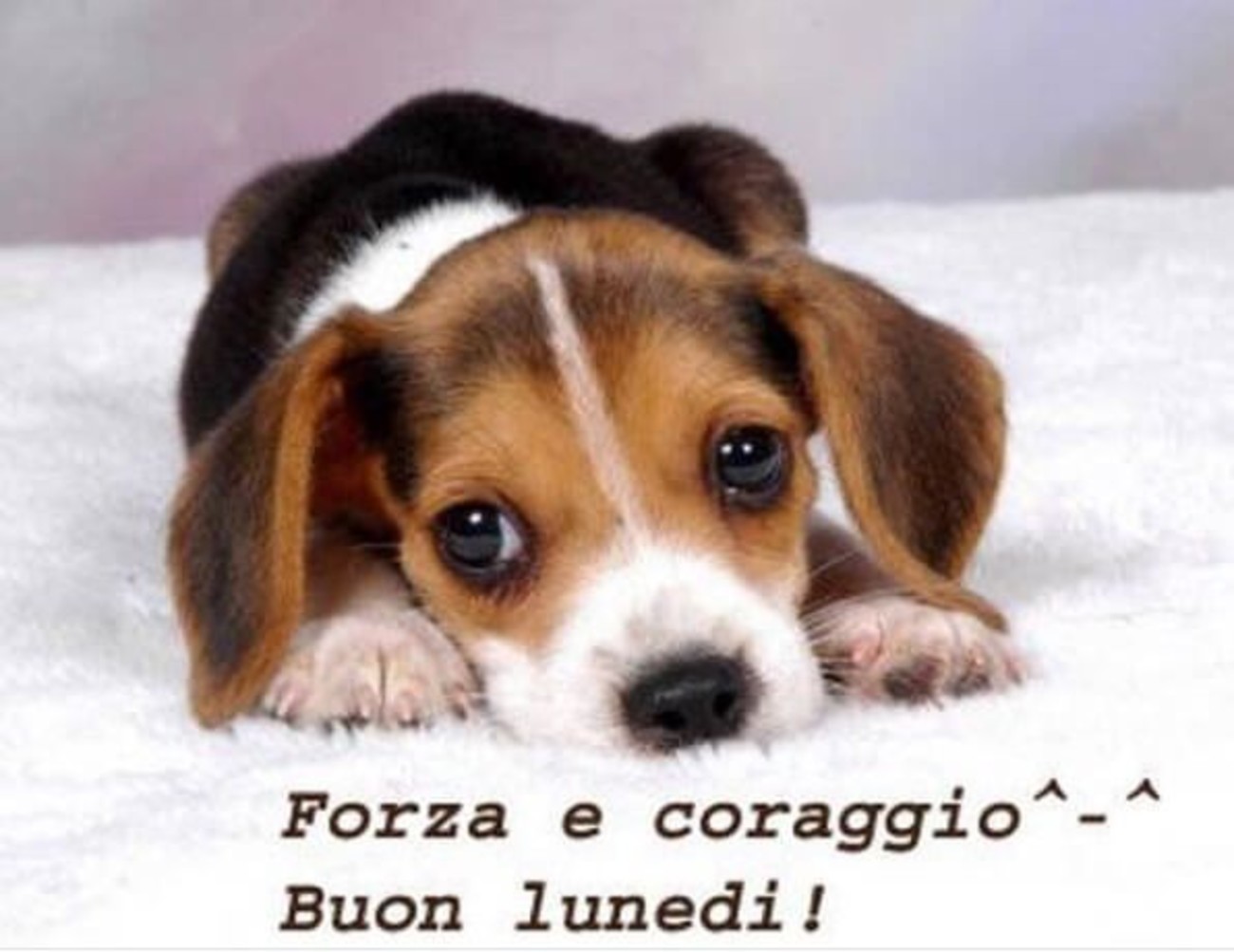 Buon lunedì con cuccioli (2)