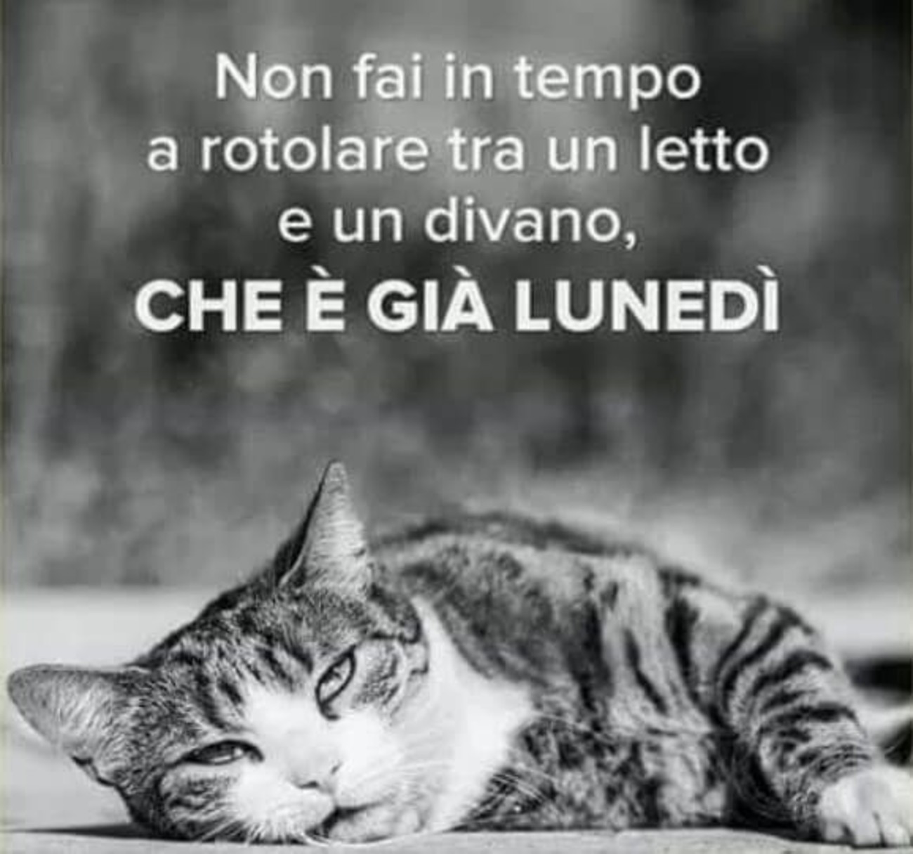 Buon lunedì con frase divertente