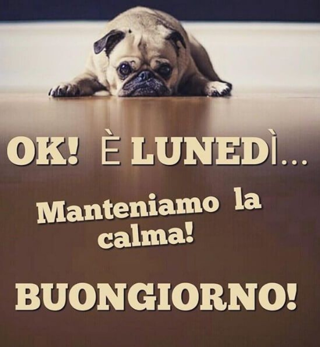 Buon lunedì divertente con animali