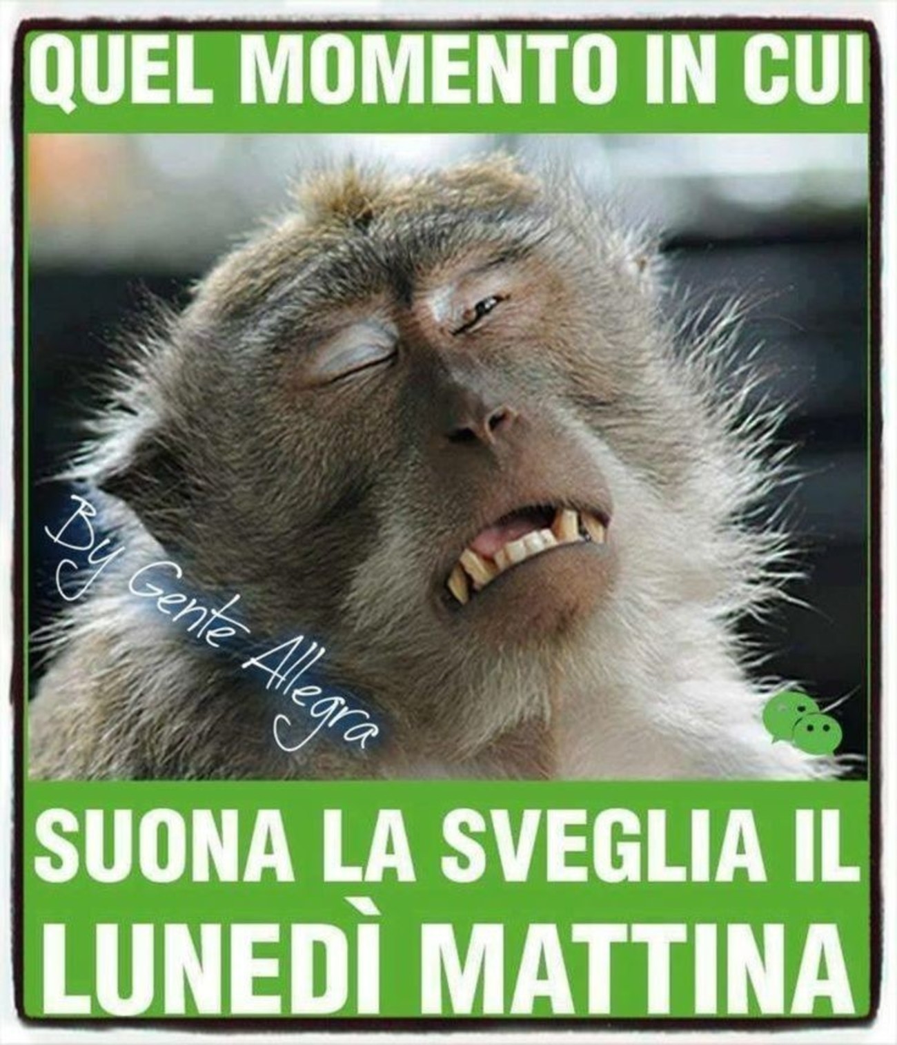 Buon lunedì immagine divertente (2)