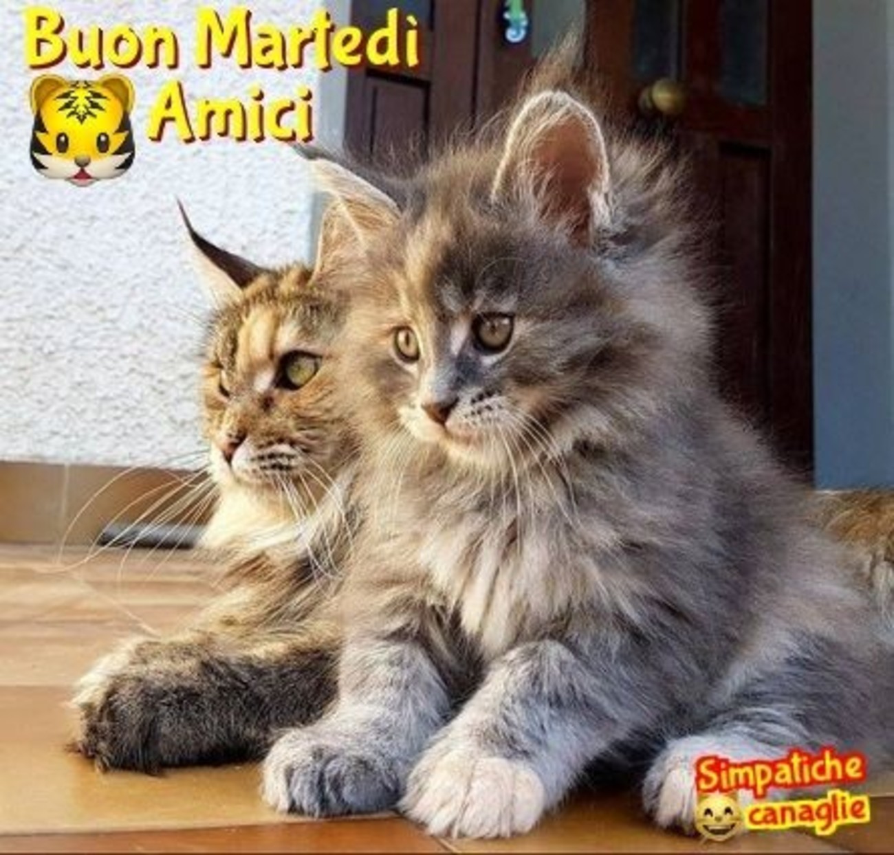 Buon martedì amici con gatti