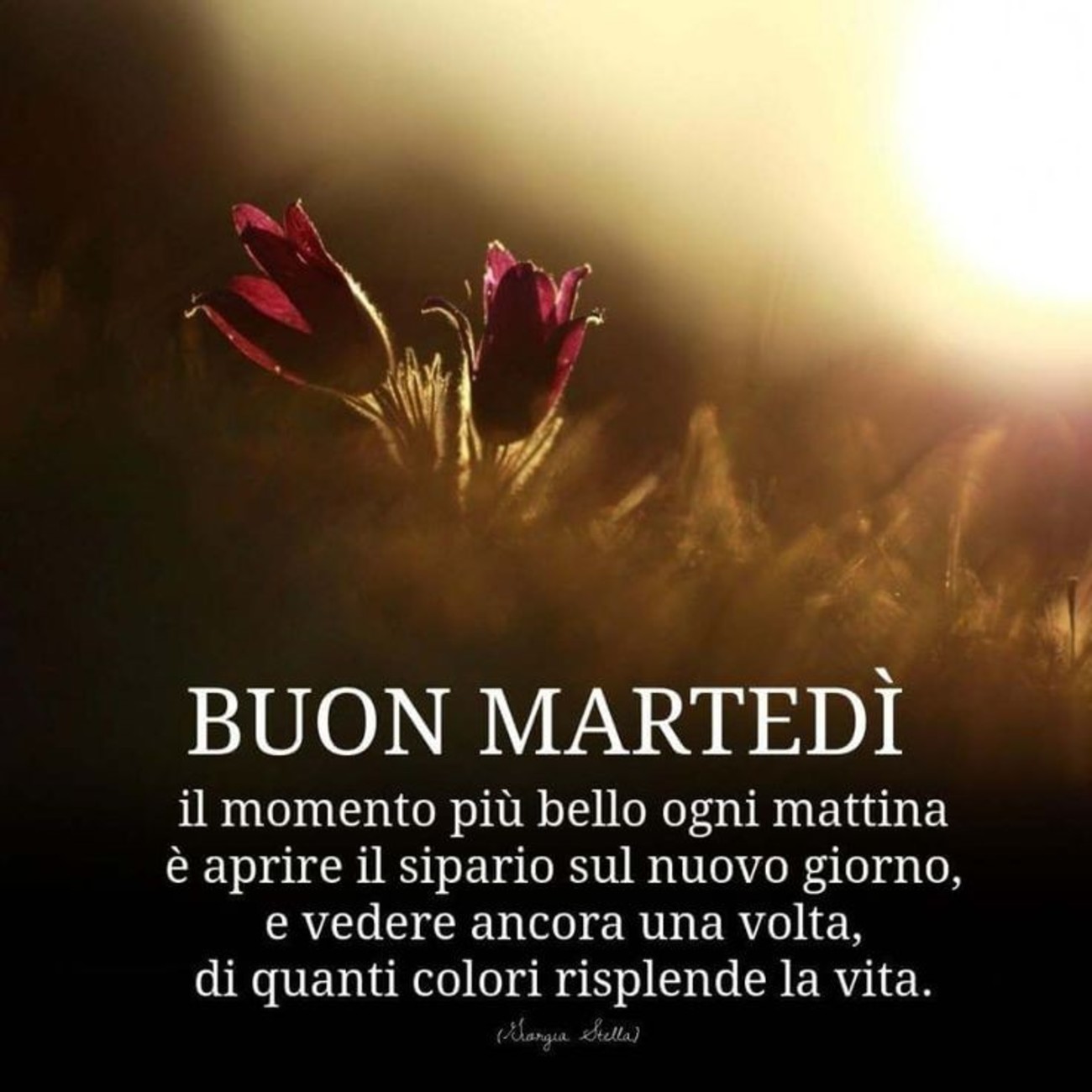 Buon martedì con aforismi