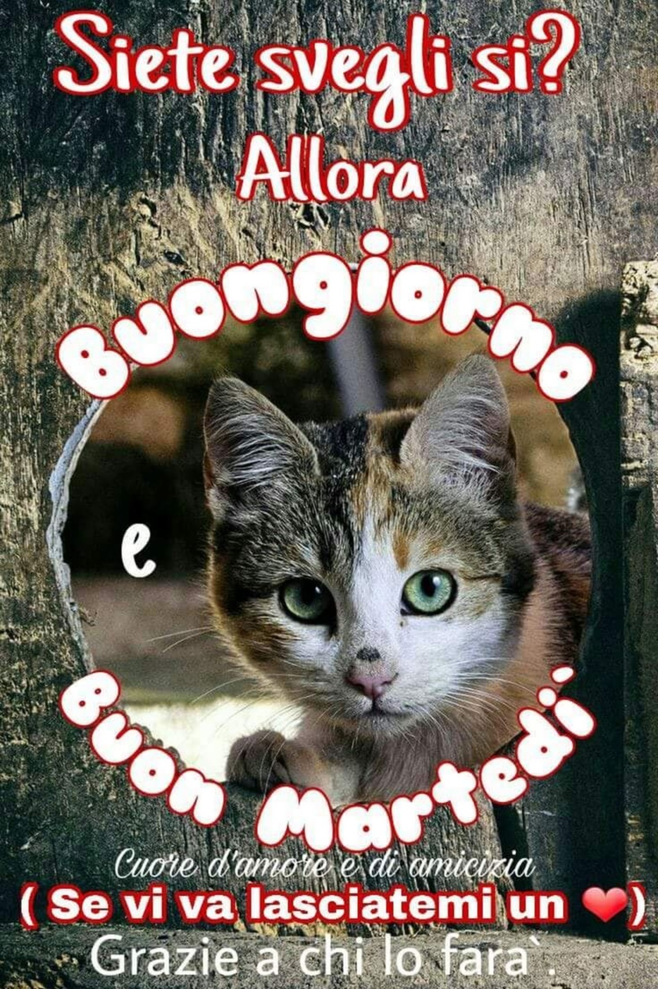 Buon martedì con gatto