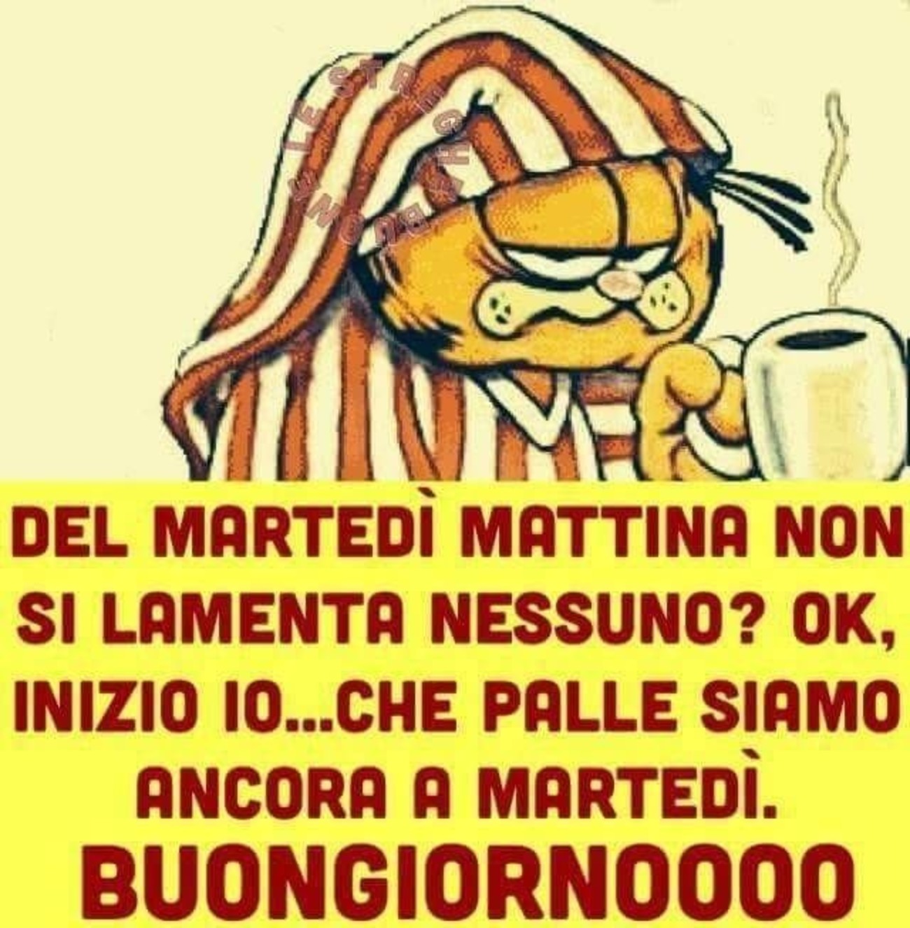 Buon martedì da ridere