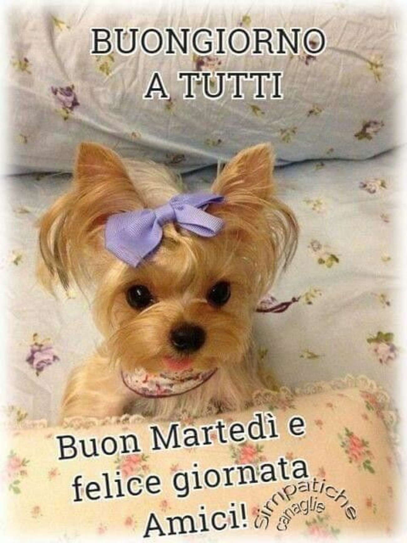 Buon martedì e felice giornata amici