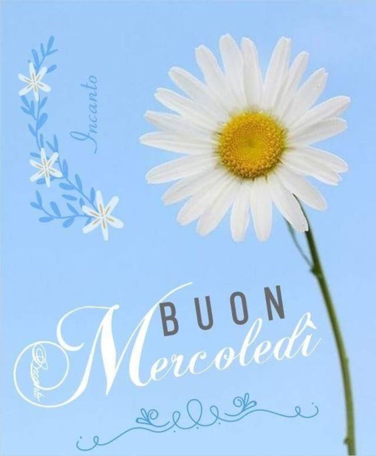 Buon mercoledì (2)