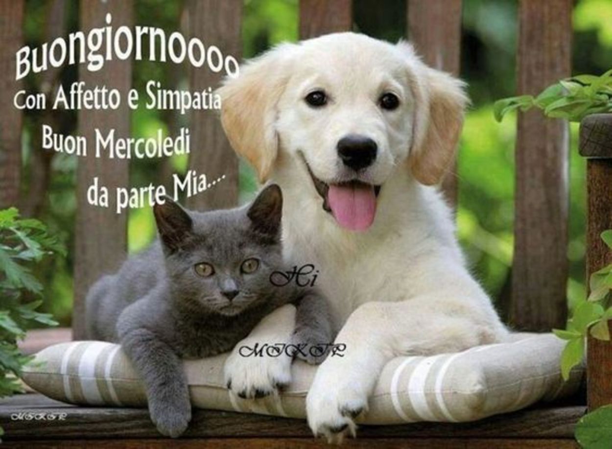 Buon mercoledì amici animali