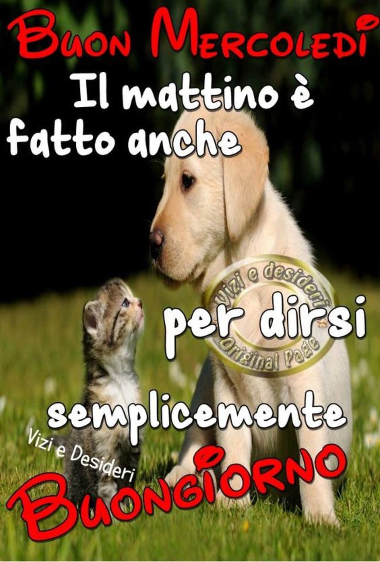 Buon mercoledì amici con animali