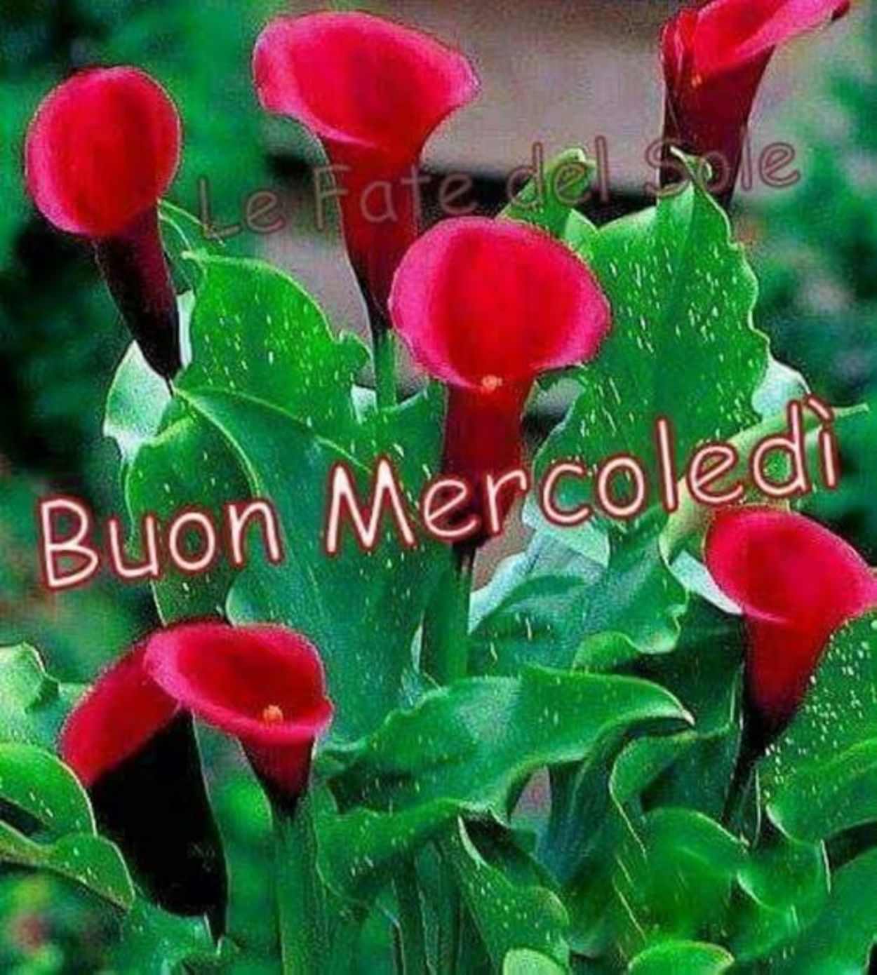 Buon mercoledì con fiori (3)