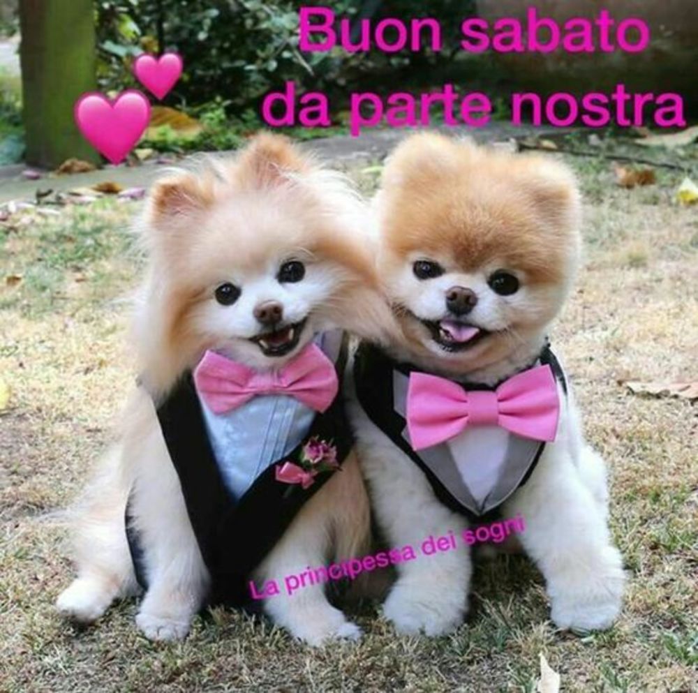 Buon sabato con cani