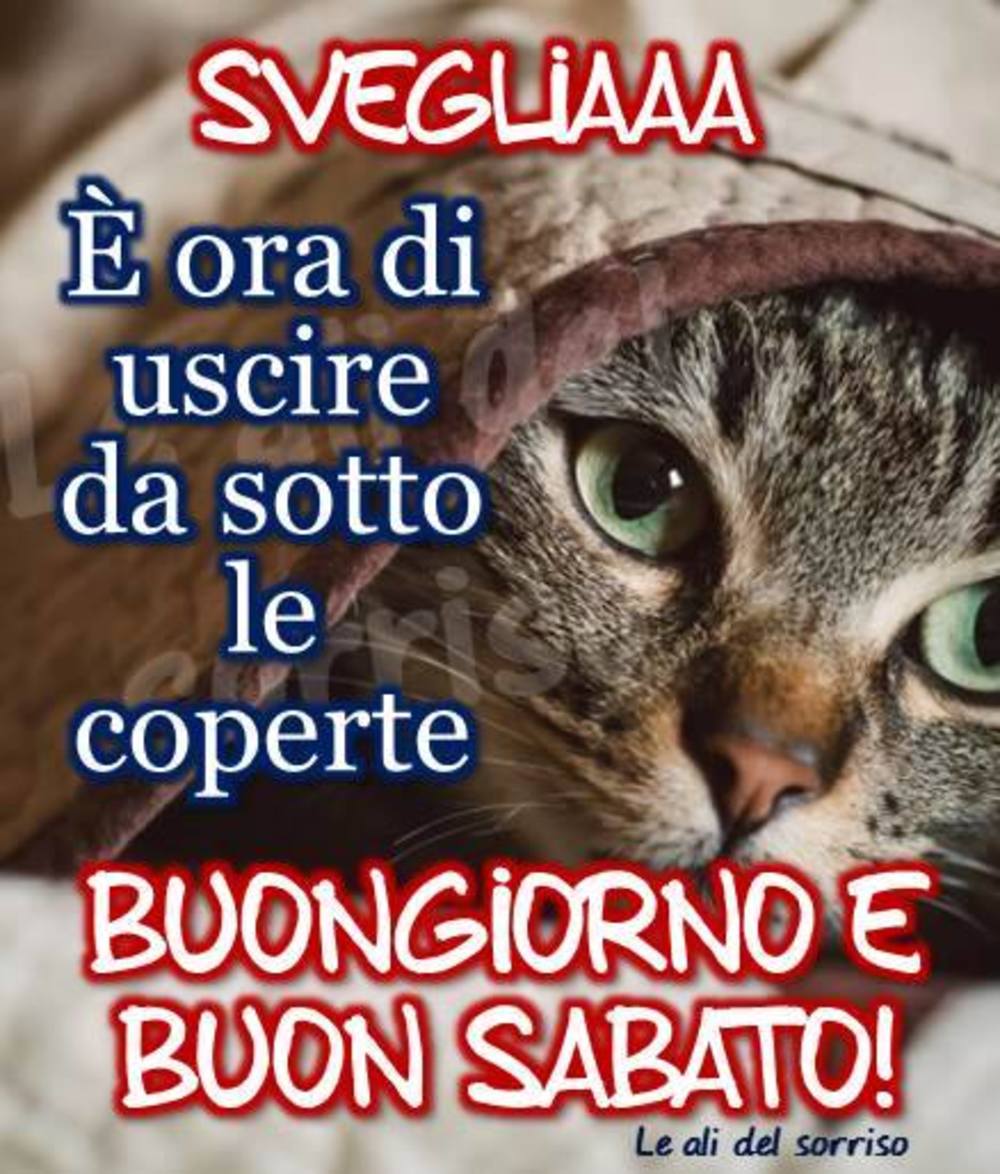 Buon sabato con gatti (2)