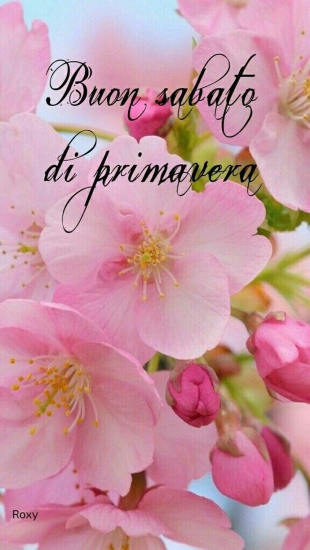 Buon sabato con i fiori (1)