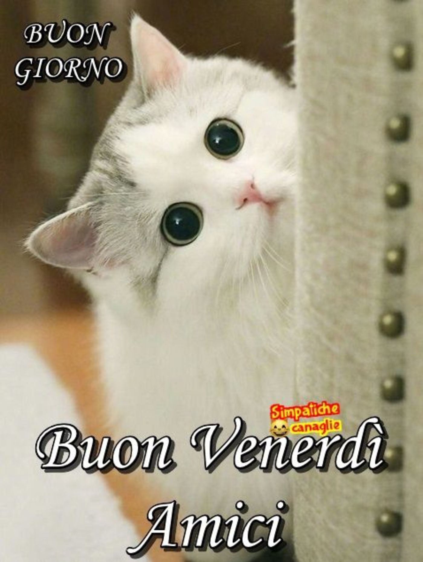 Buon venerdì amici con gatti