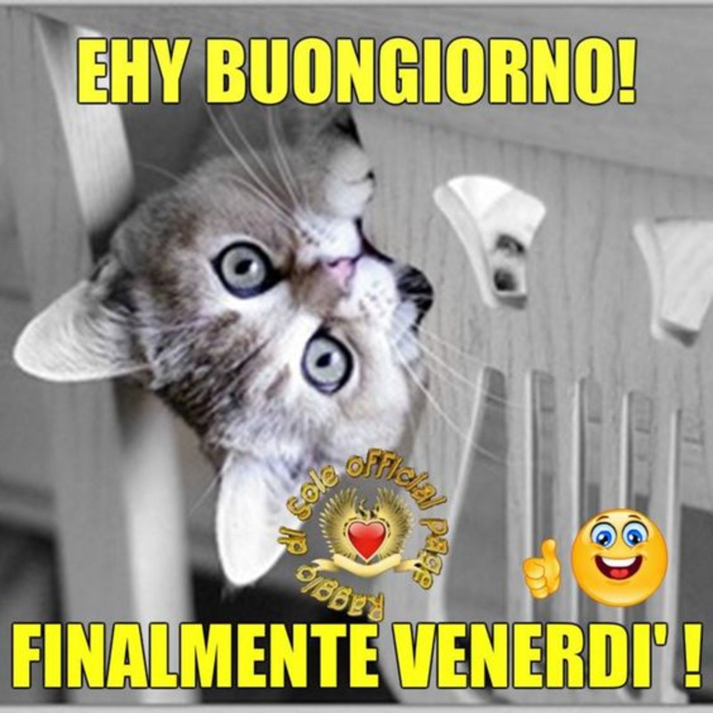 Buon venerdì con gatto (3)