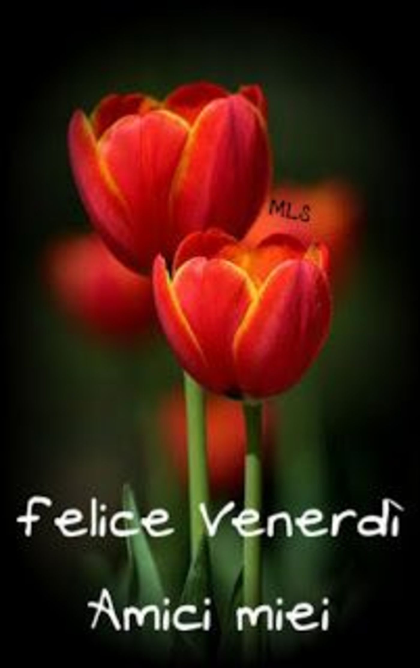 Buon venerdì immagini nuove con i fiori (5)