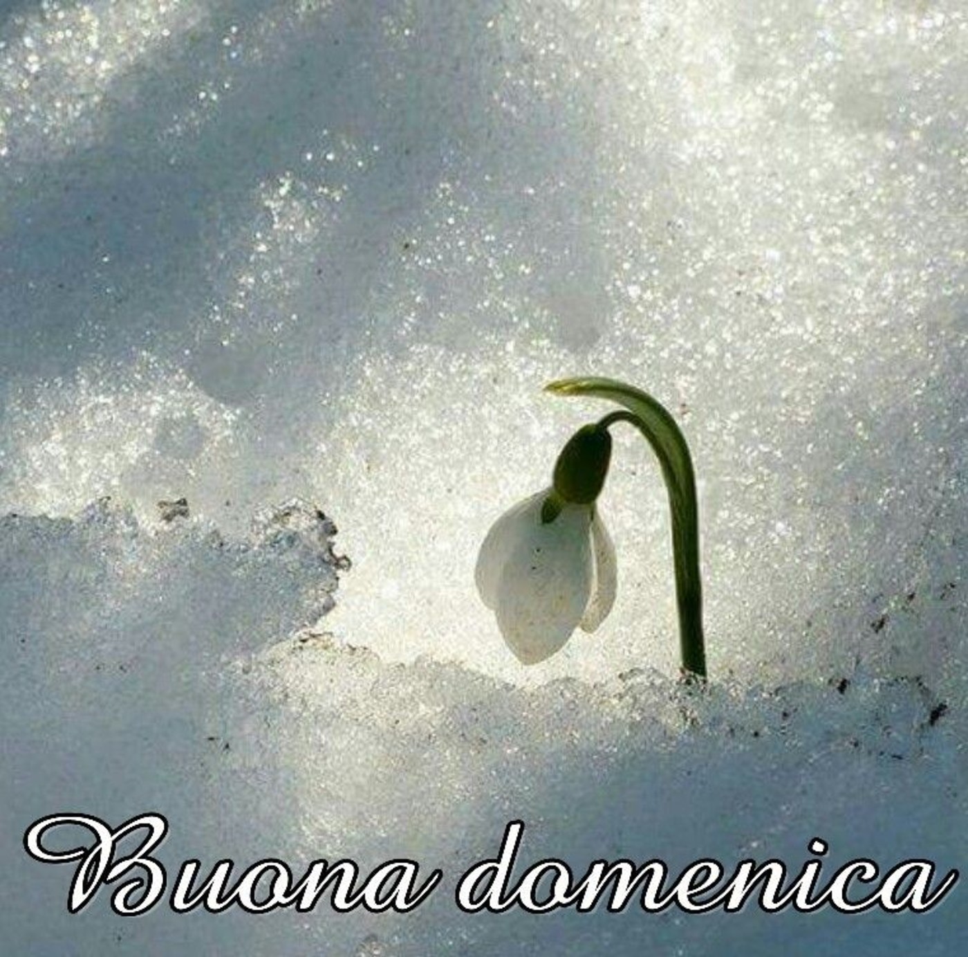 Buona domenica (6)