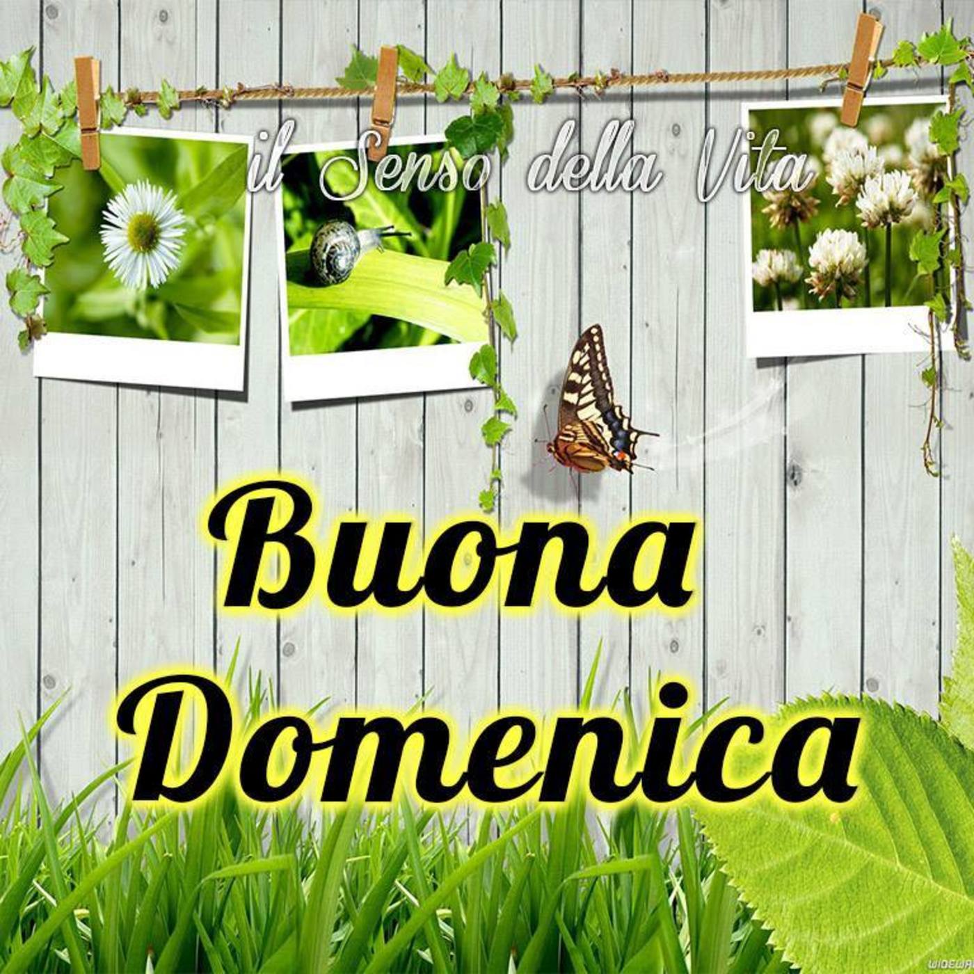 Buona domenica (7)