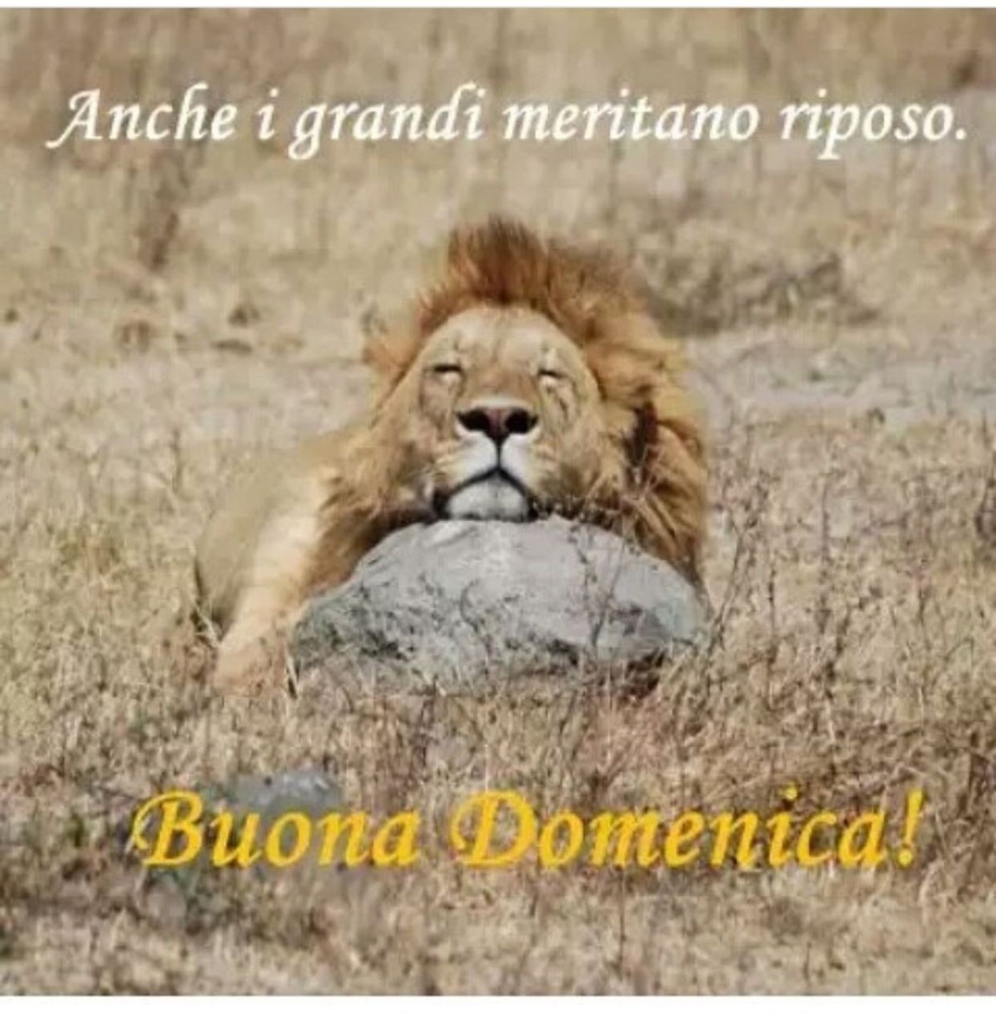Buona domenica con animali (3)