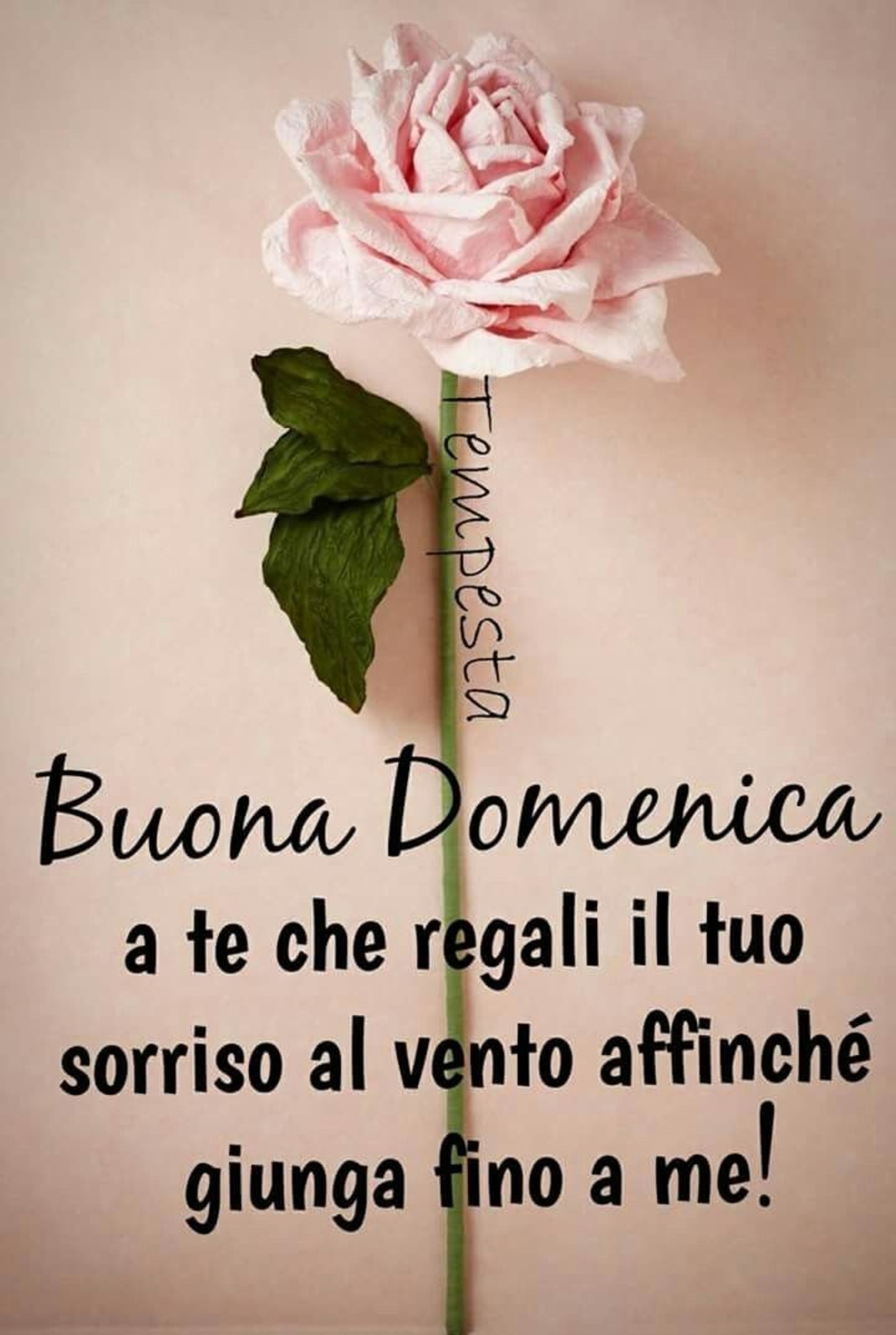 Buona domenica con bei fiori (4)