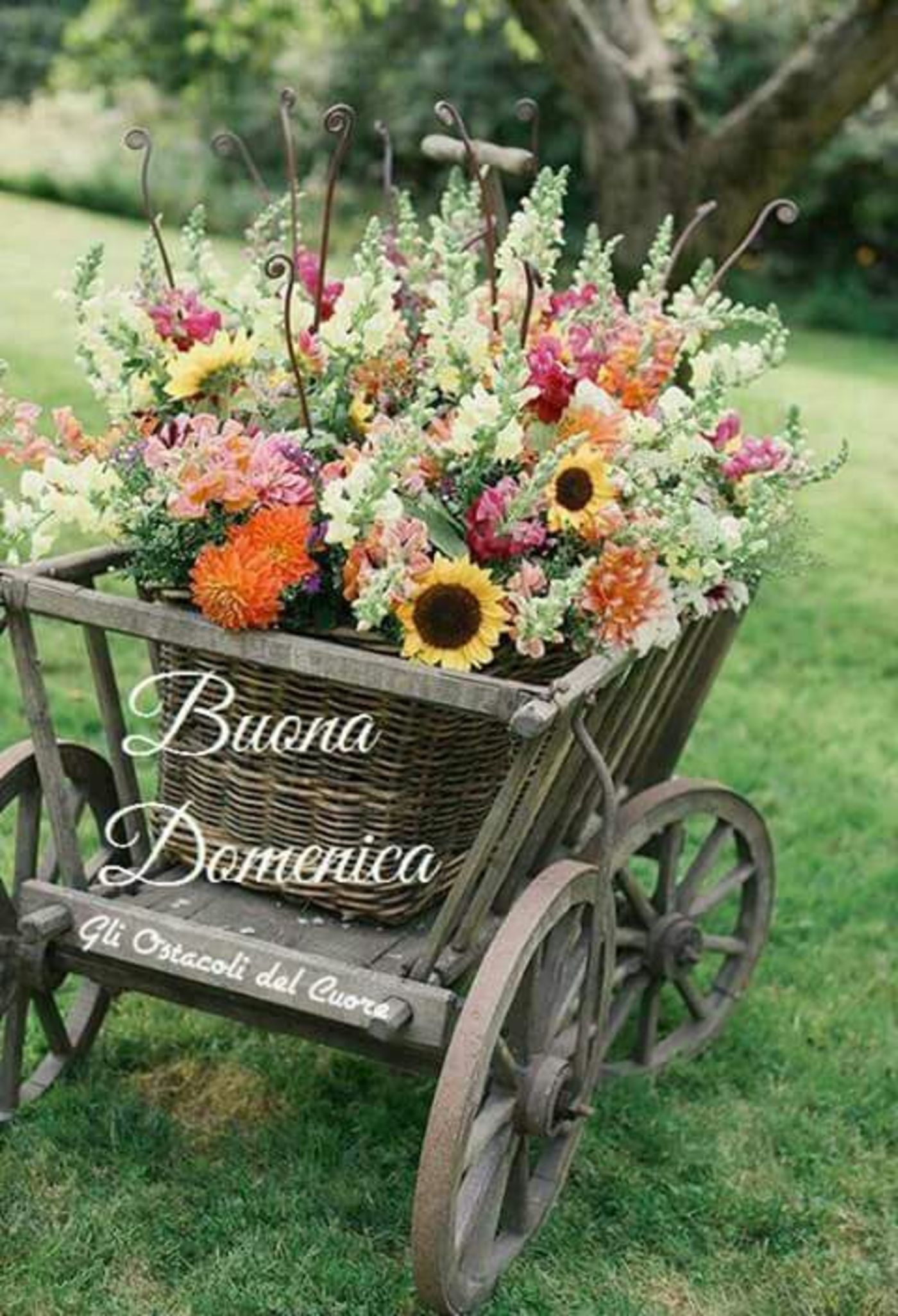 Buona domenica con bei fiori (5)