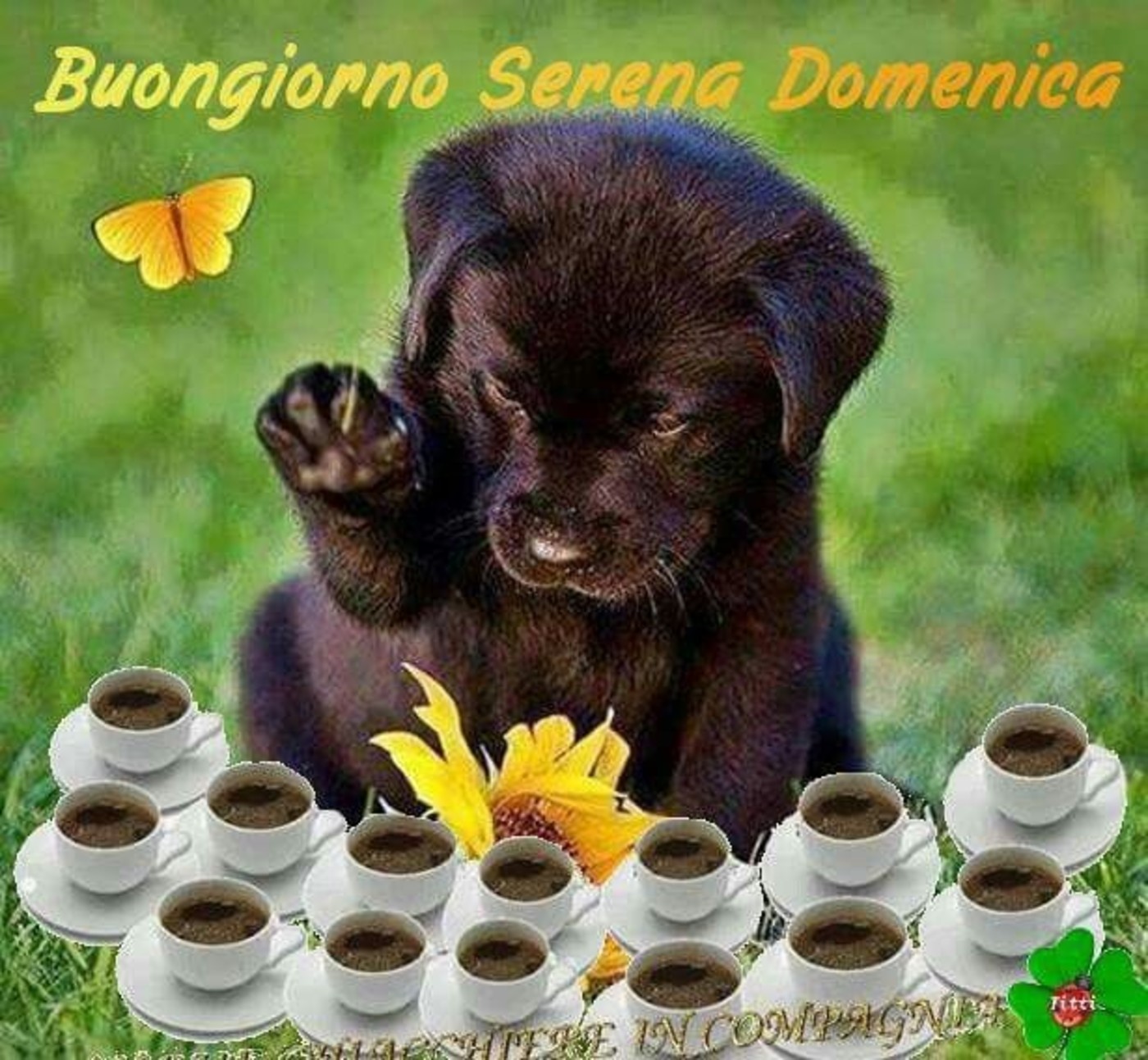 Buona domenica con cani