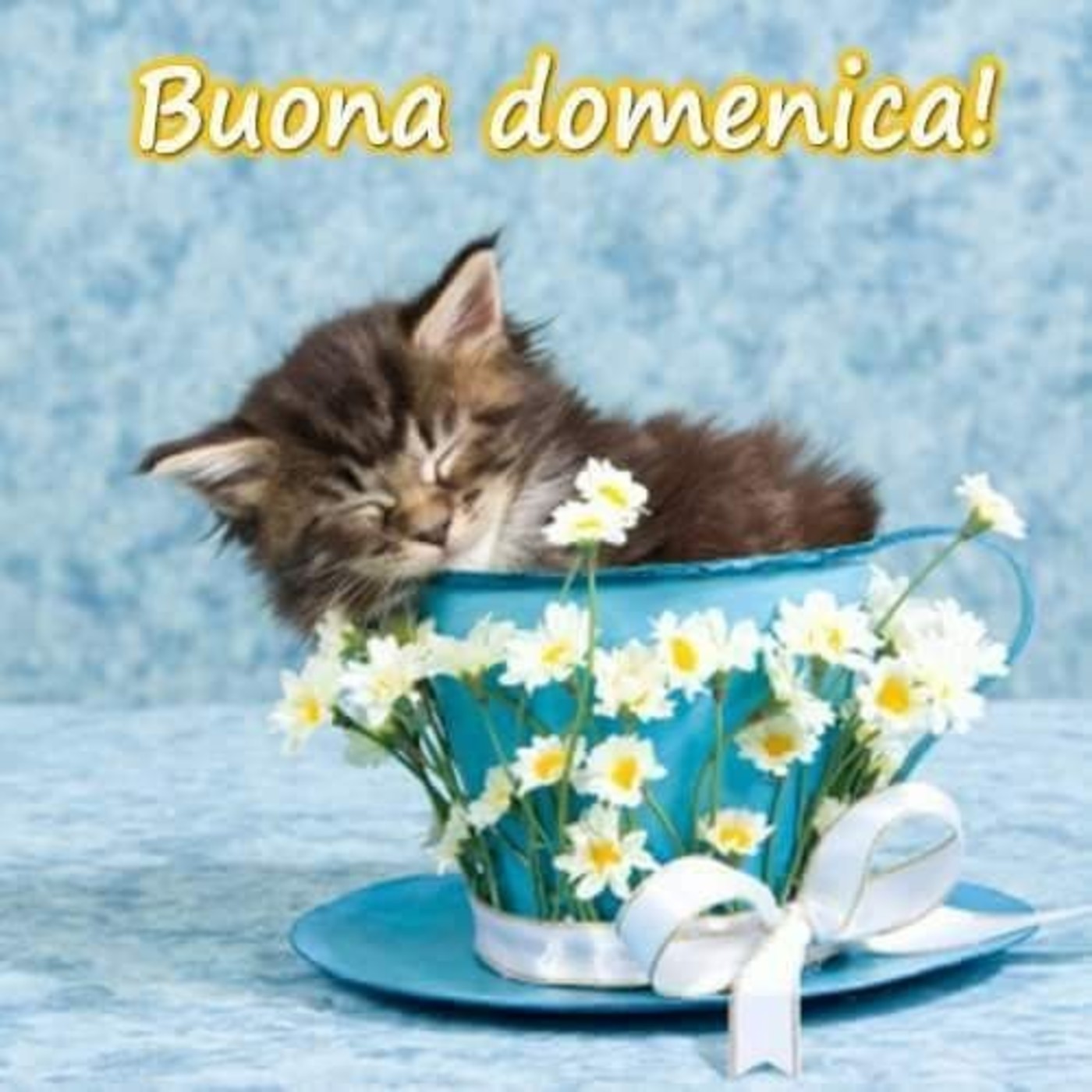 Buona domenica con gatti