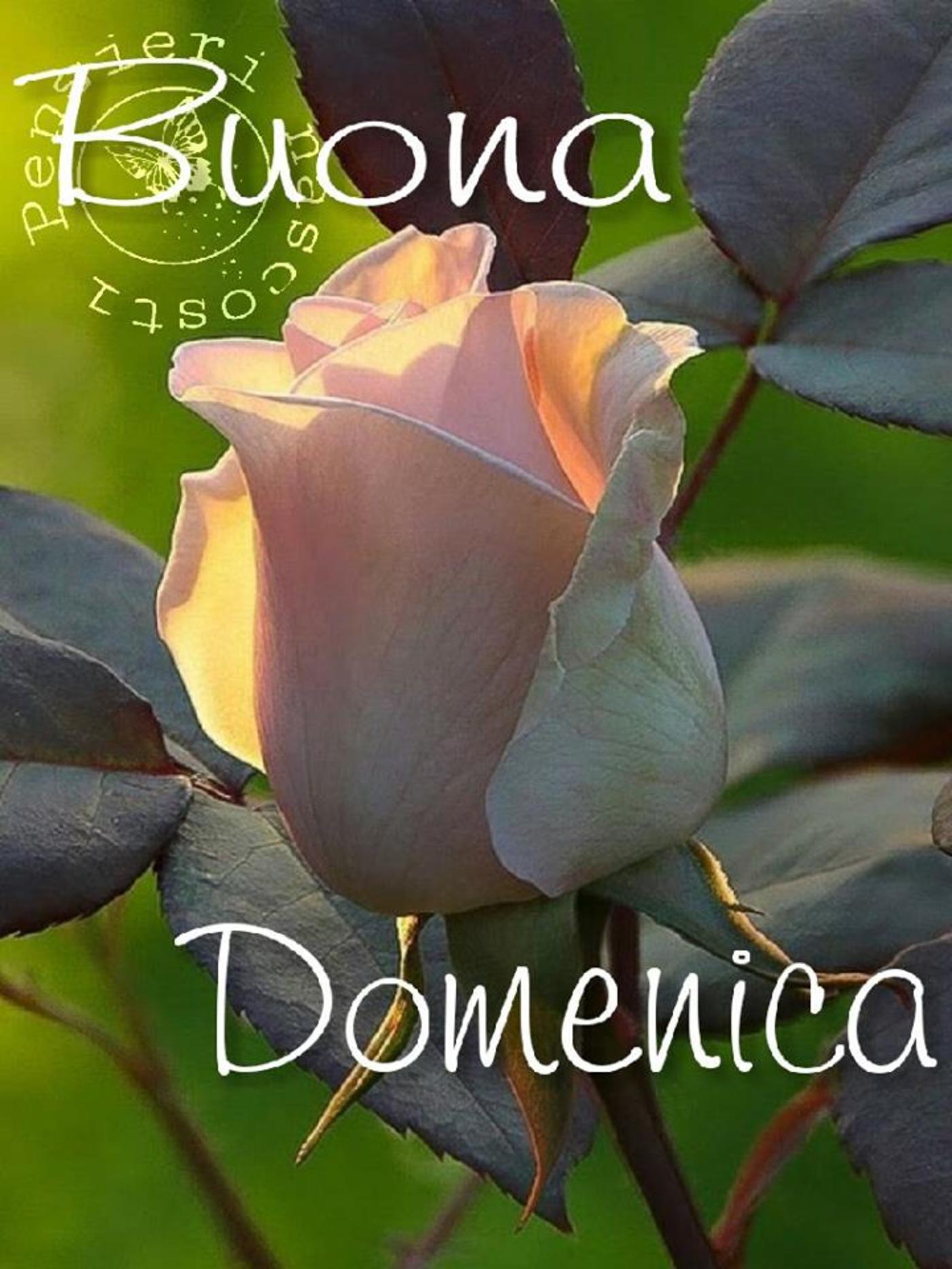 Buona domenica con i fiori (4)