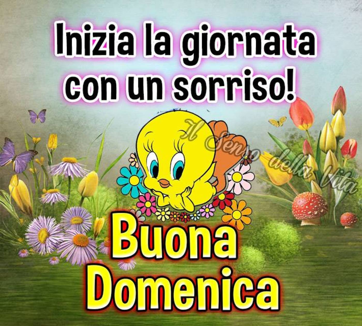 Buona domenica con il sorriso (1)