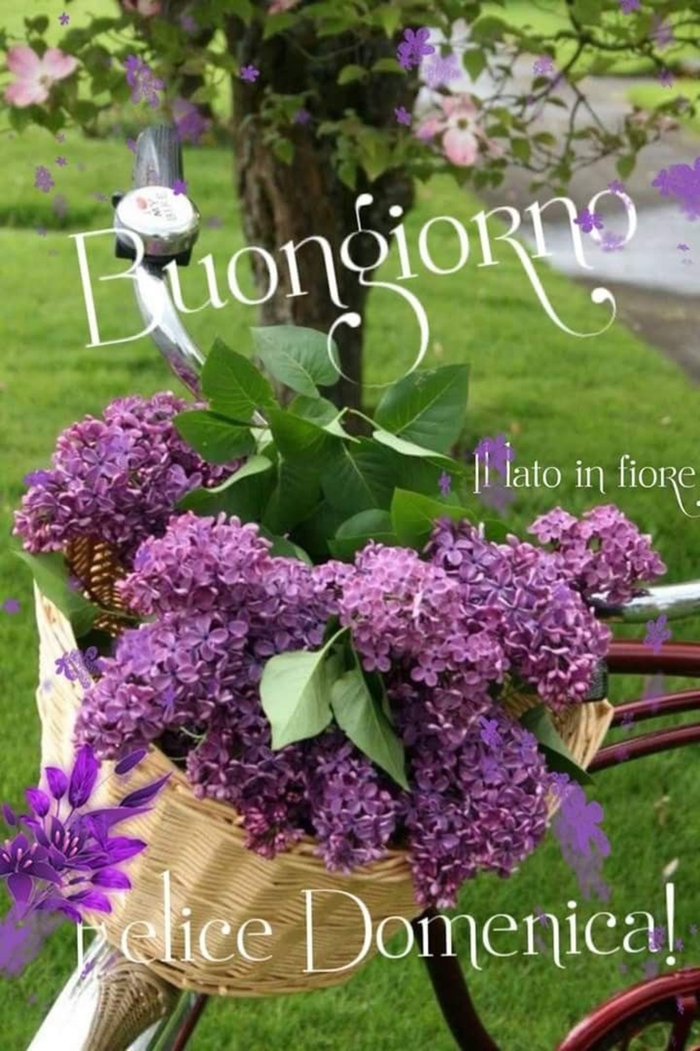 Buona domenica floreale (3)