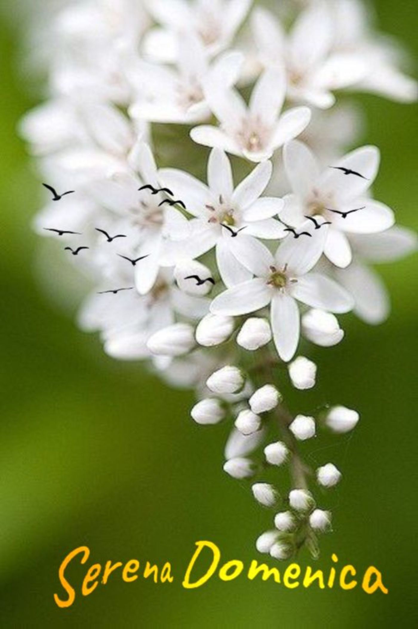 Buona domenica immagini con fiori (4)