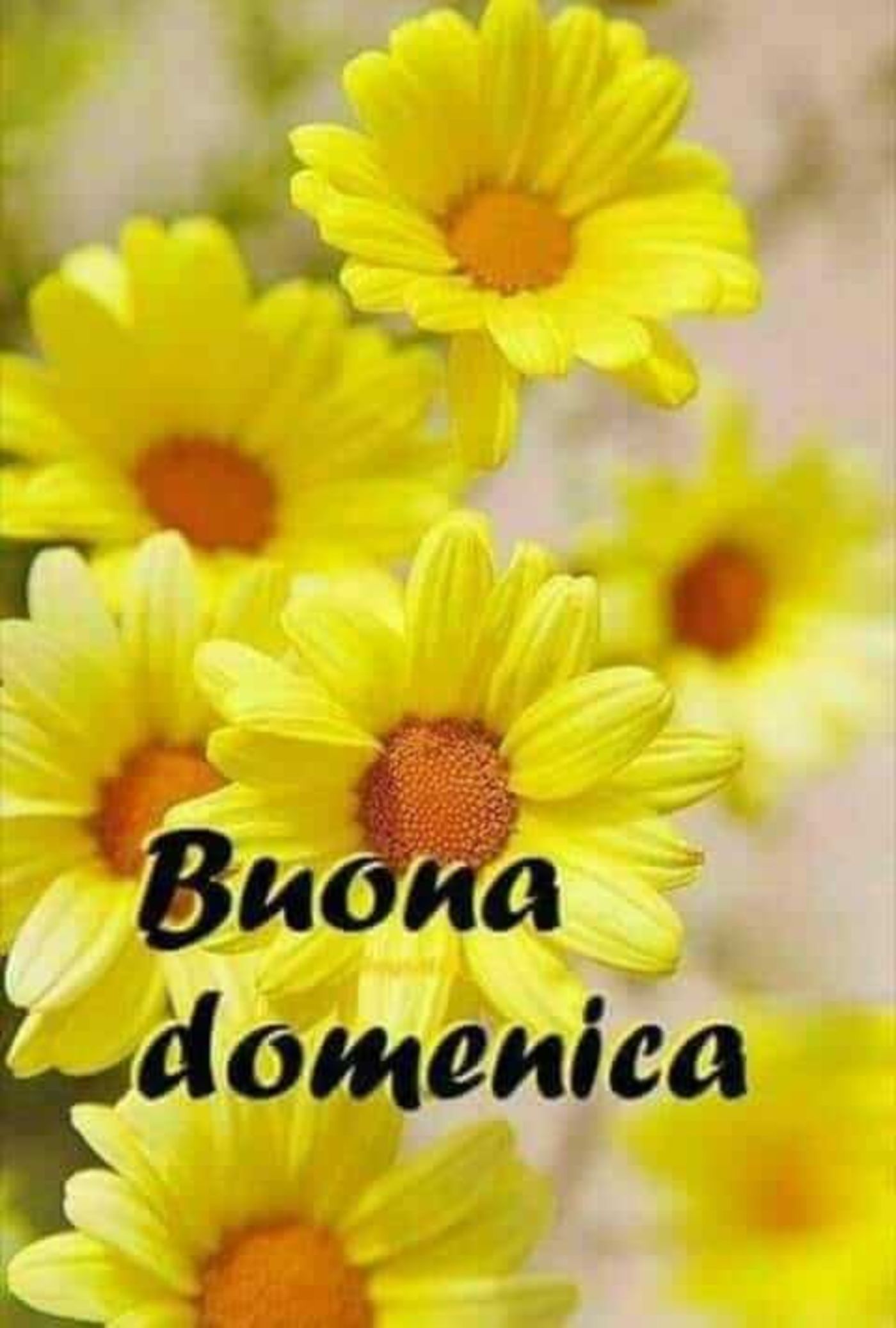 Buona domenica immagini con fiori (6)