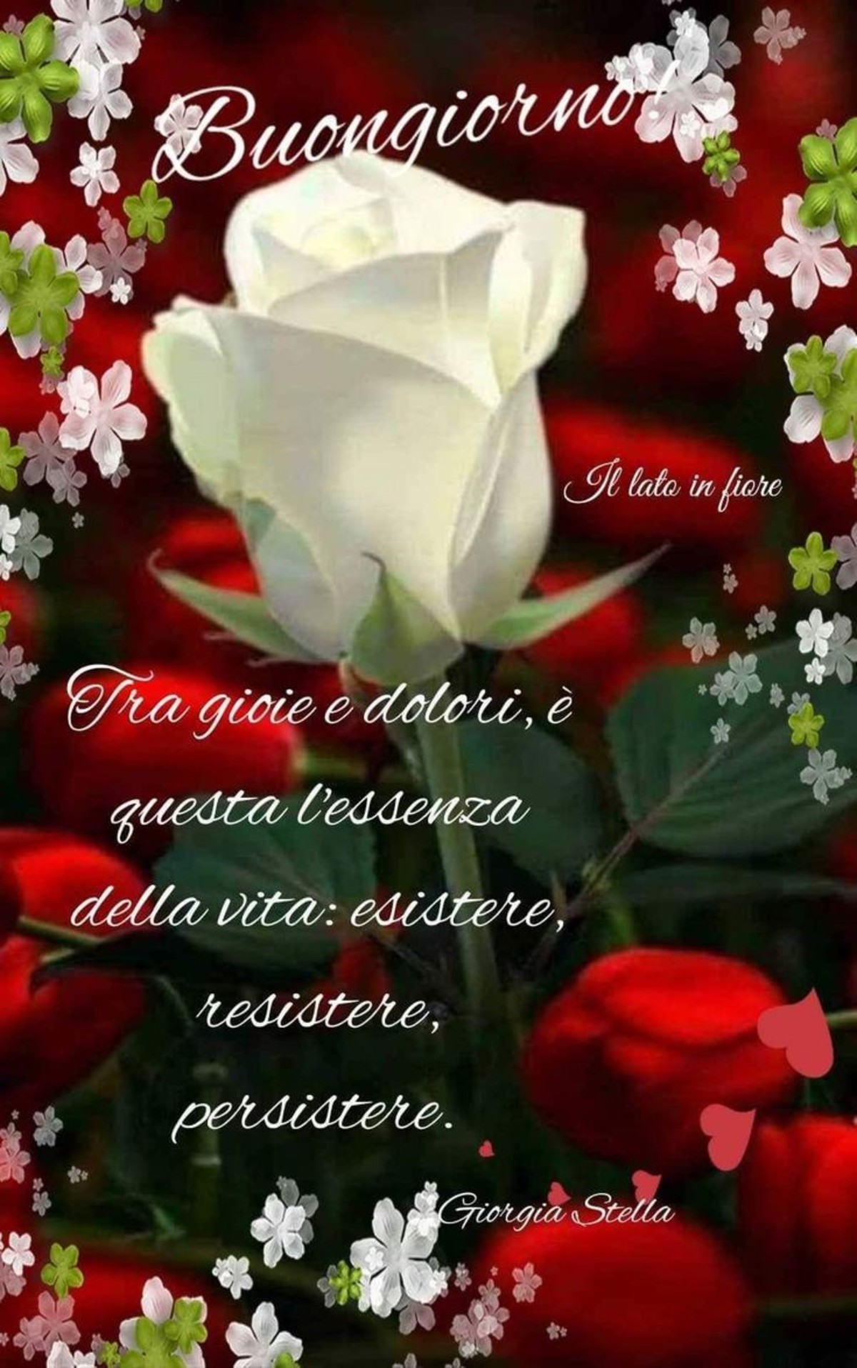 Buongiorno a te (15)