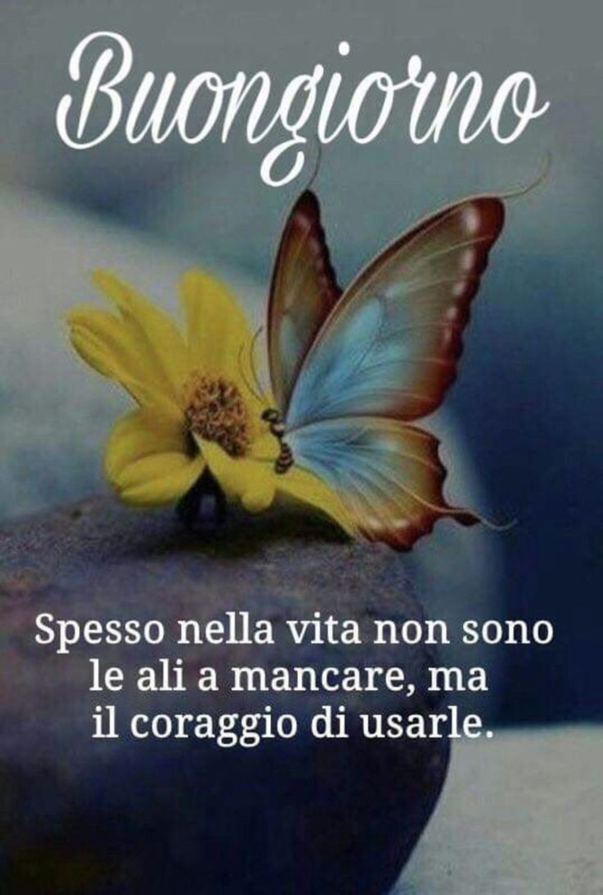 Buongiorno a tutti (14)