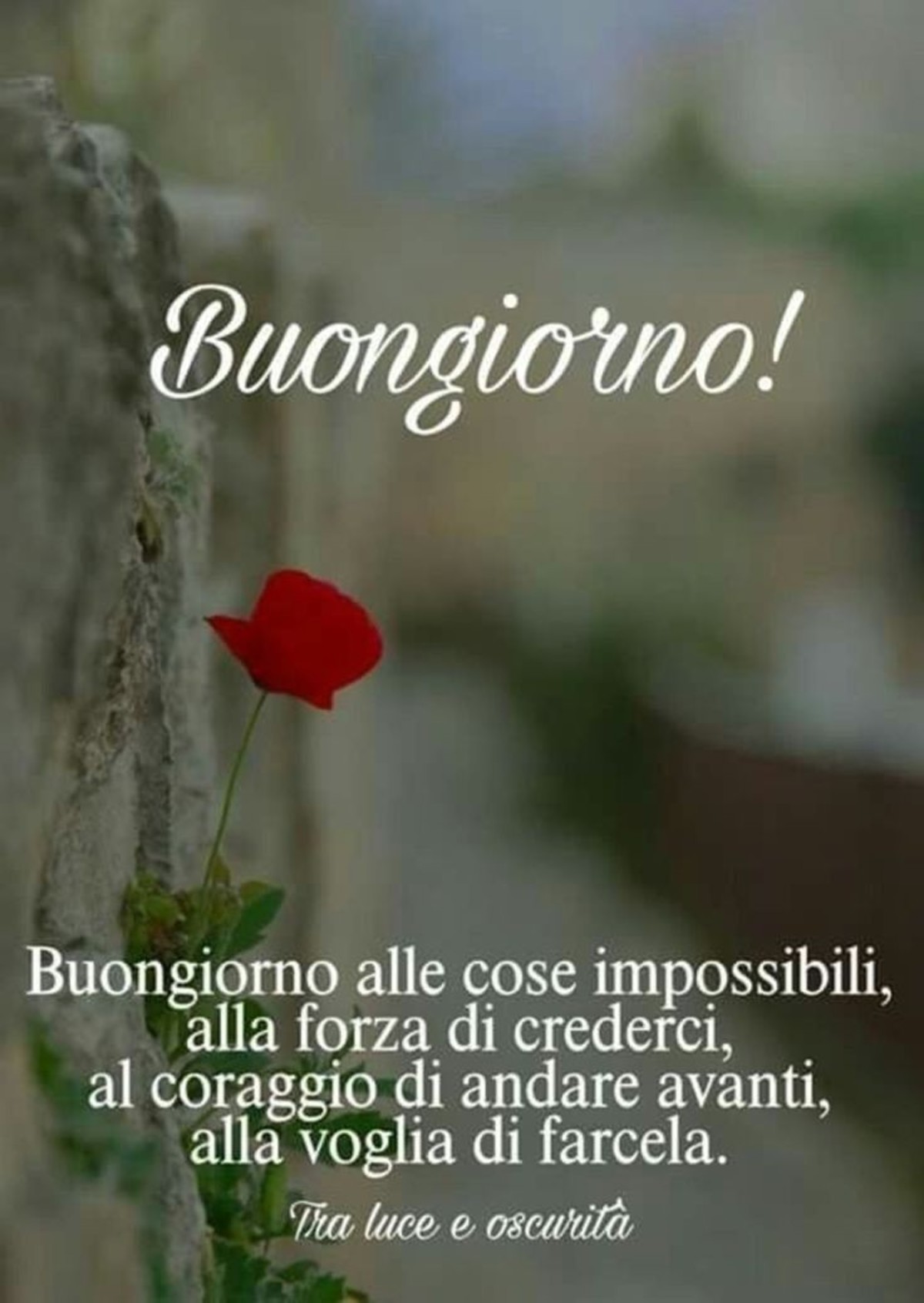 Buongiorno amici miei (5)