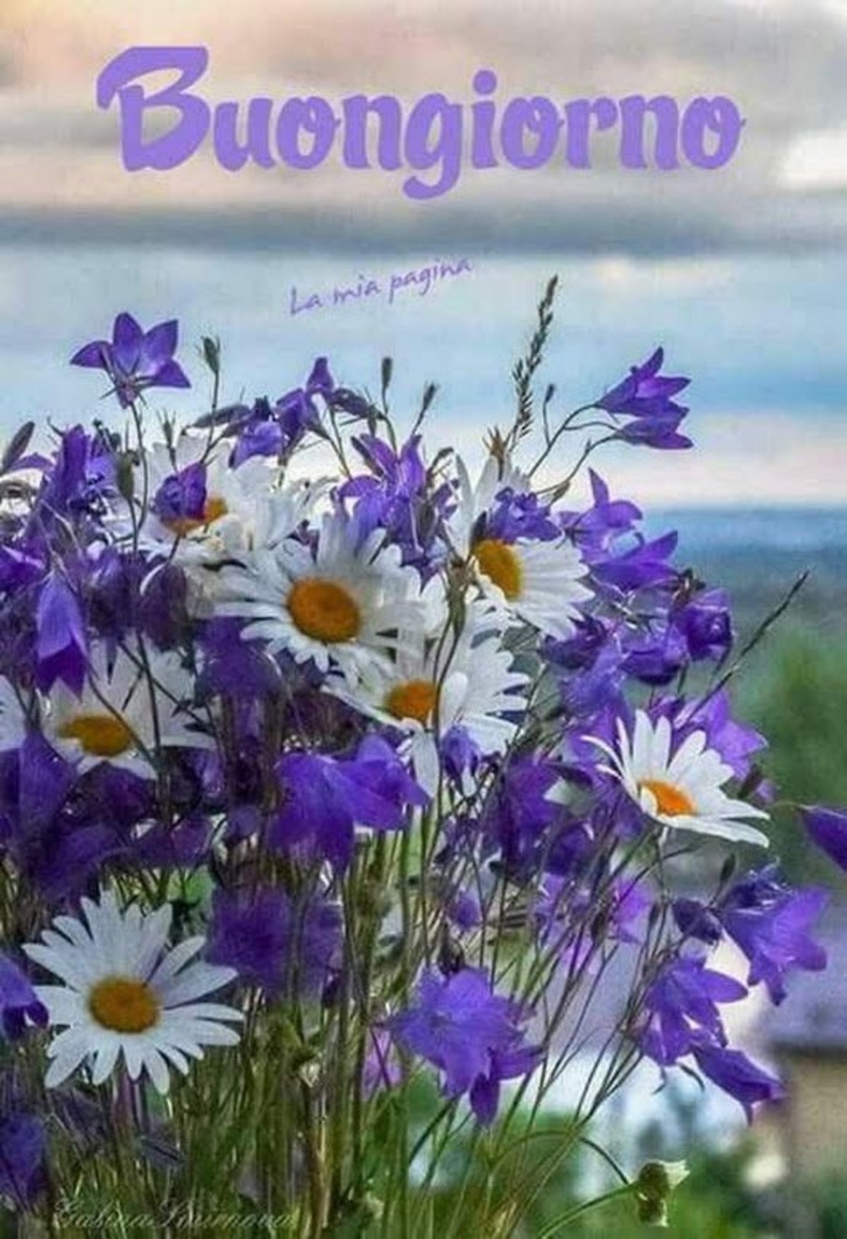 Buongiorno bellissimi fiori (2)