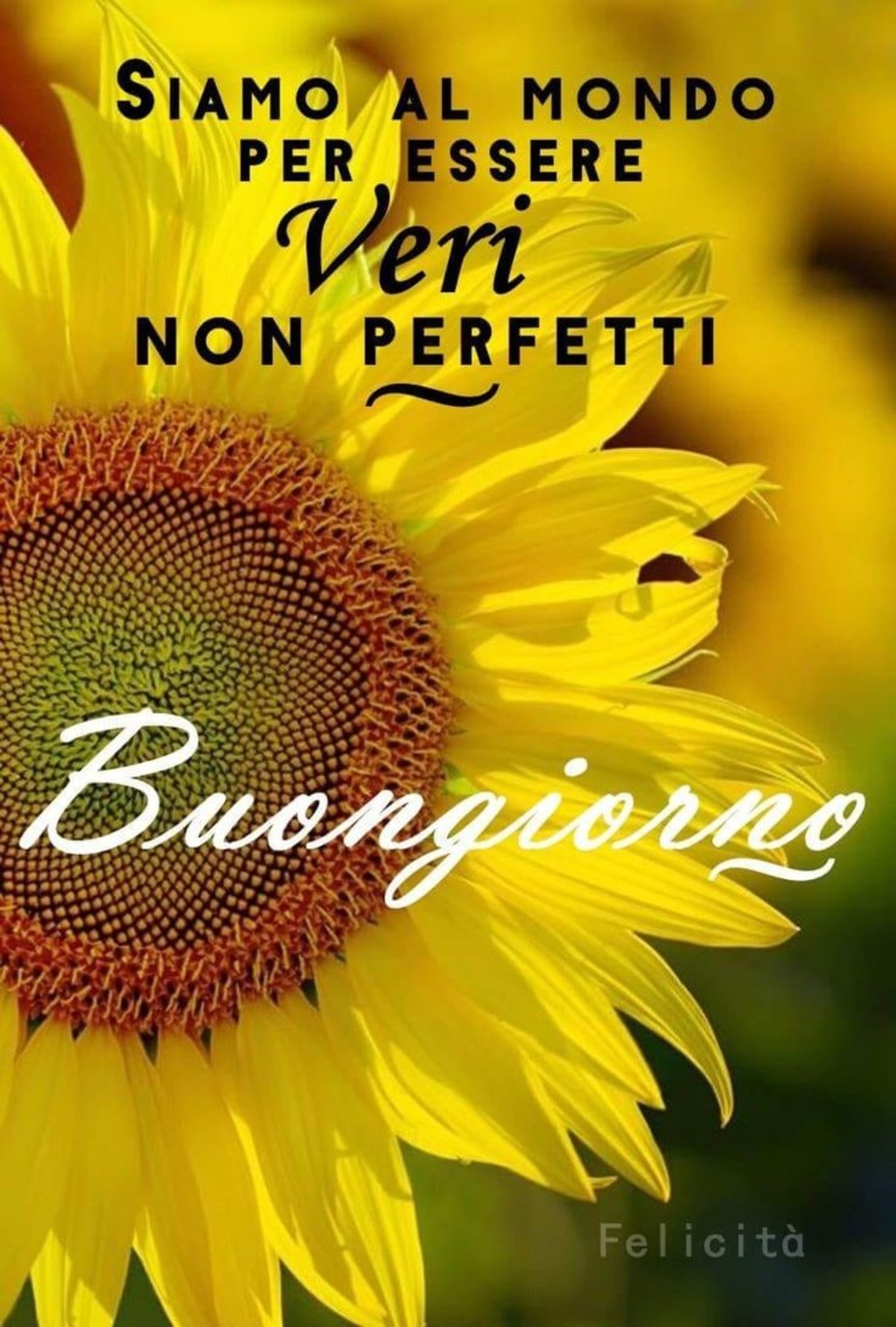 Buongiorno bellissimo con fiori (1)